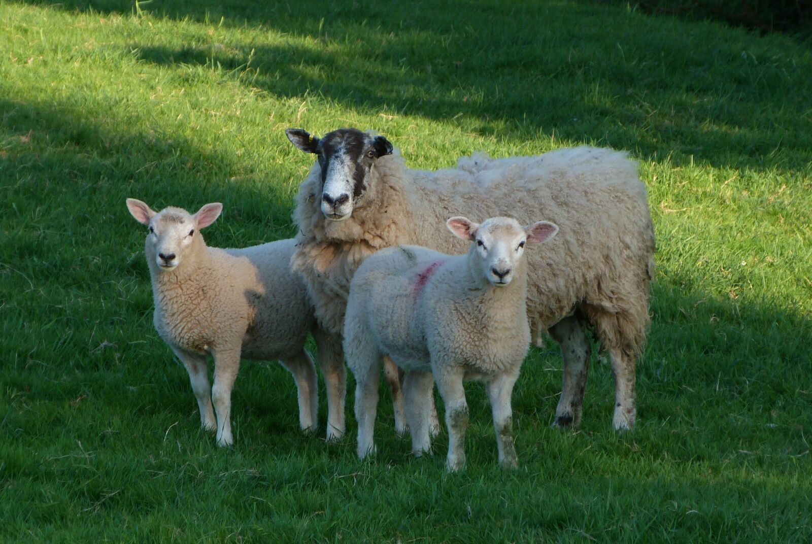 Panasonic Lumix DMC-FZ40 (Lumix DMC-FZ45) sample photo. Sheep, lambs, farm photography