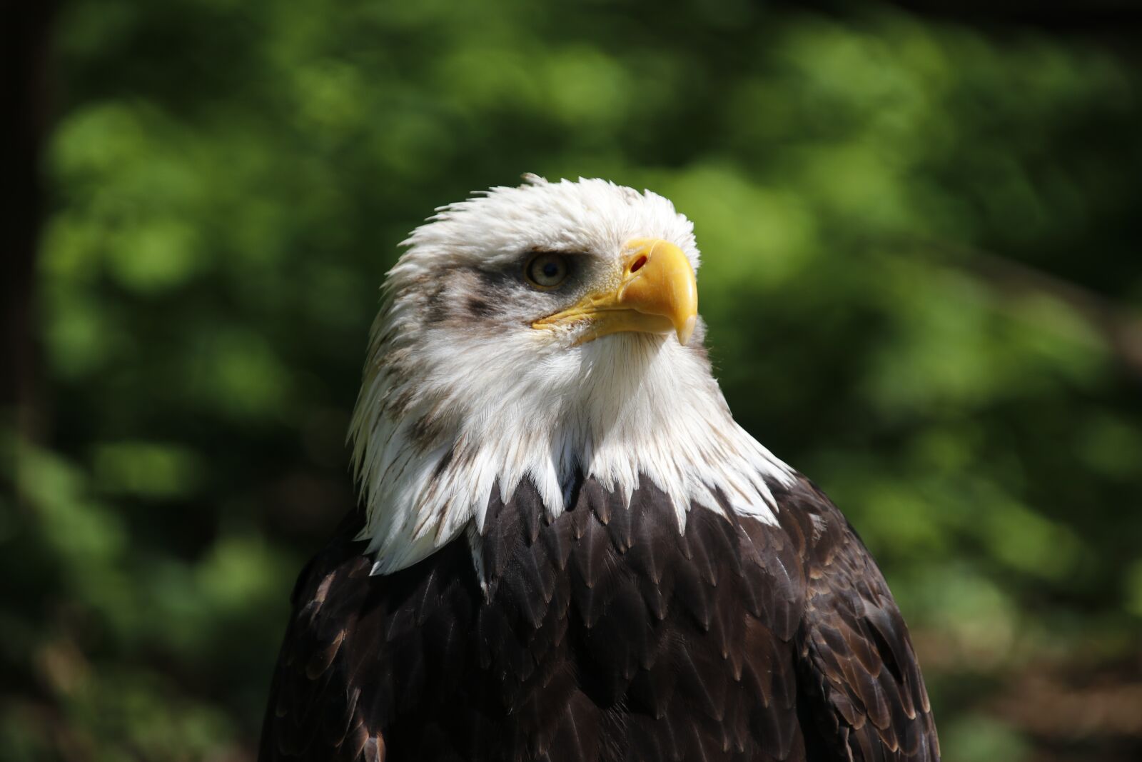 Canon EOS 80D sample photo. Adler, raptor, bird photography