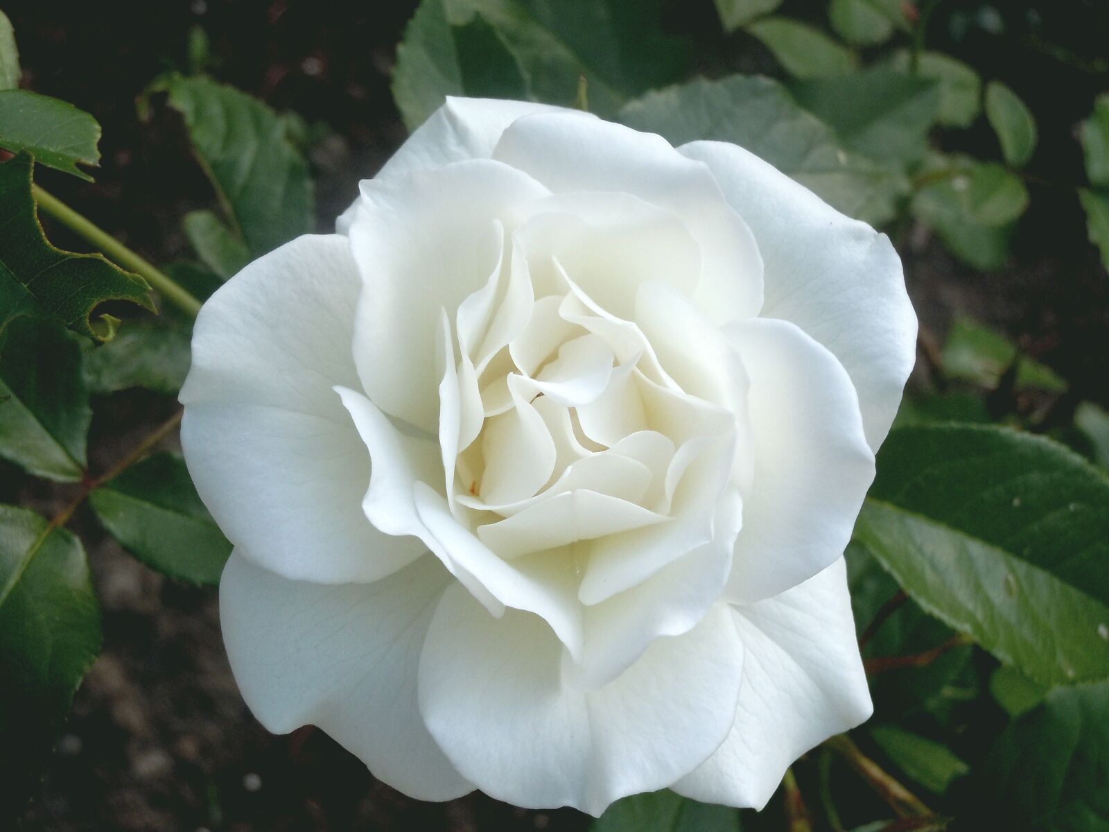 Nikon Coolpix S6000 sample photo. Flower, rose, flora photography