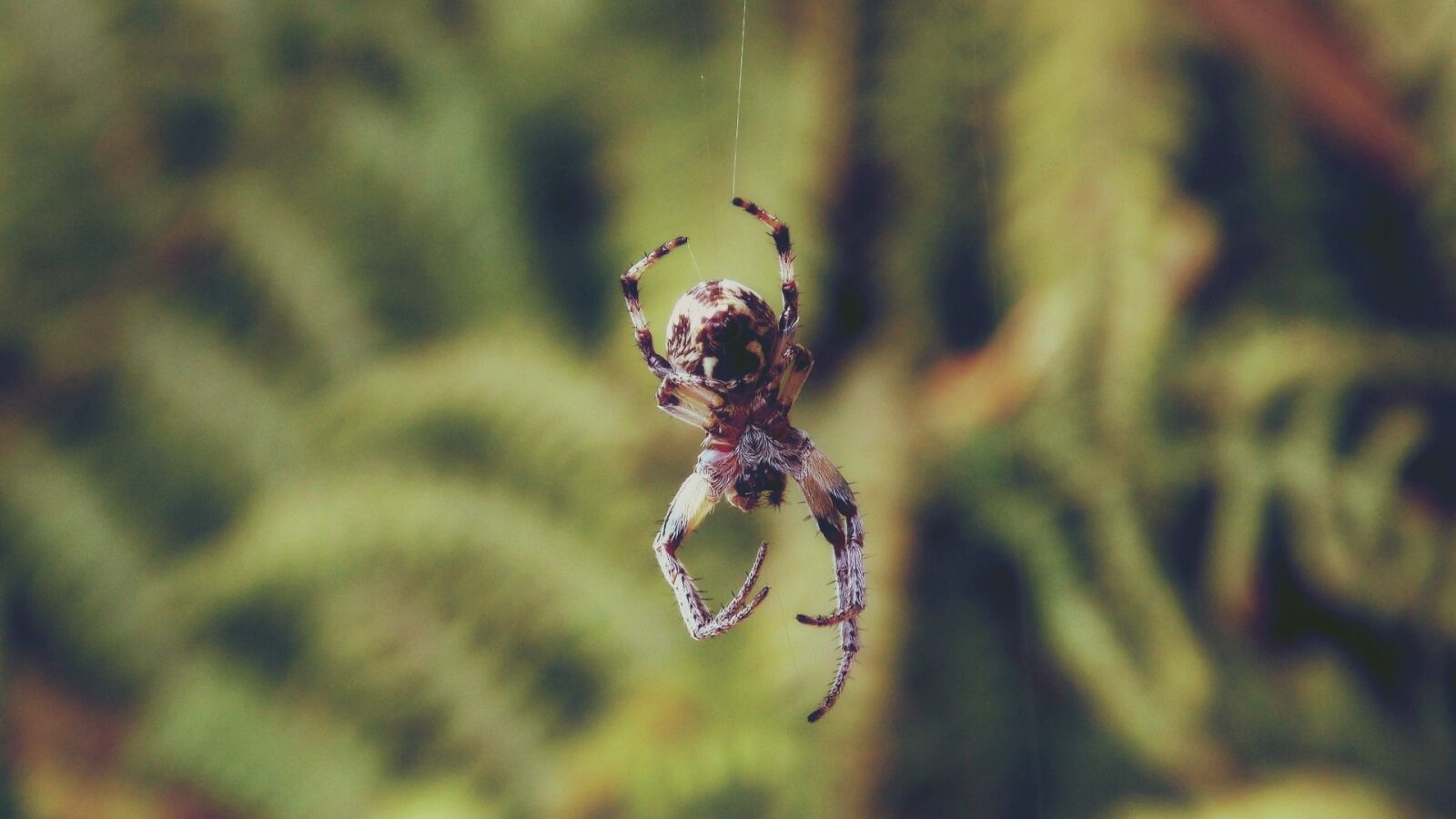 Nikon Coolpix L810 sample photo. Brown, shamrock, spider photography