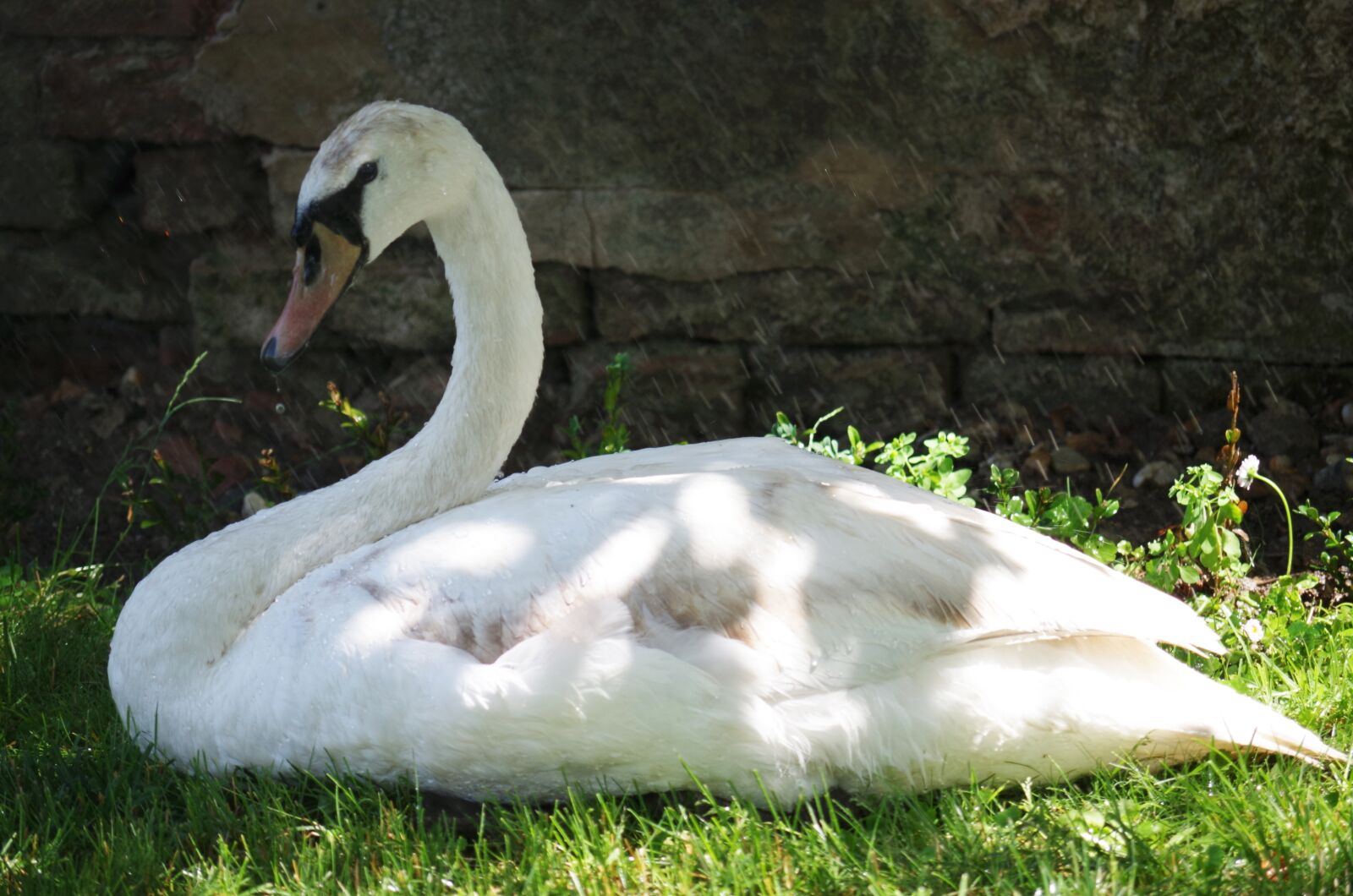 Pentax K-500 sample photo. Swan, bird, white photography