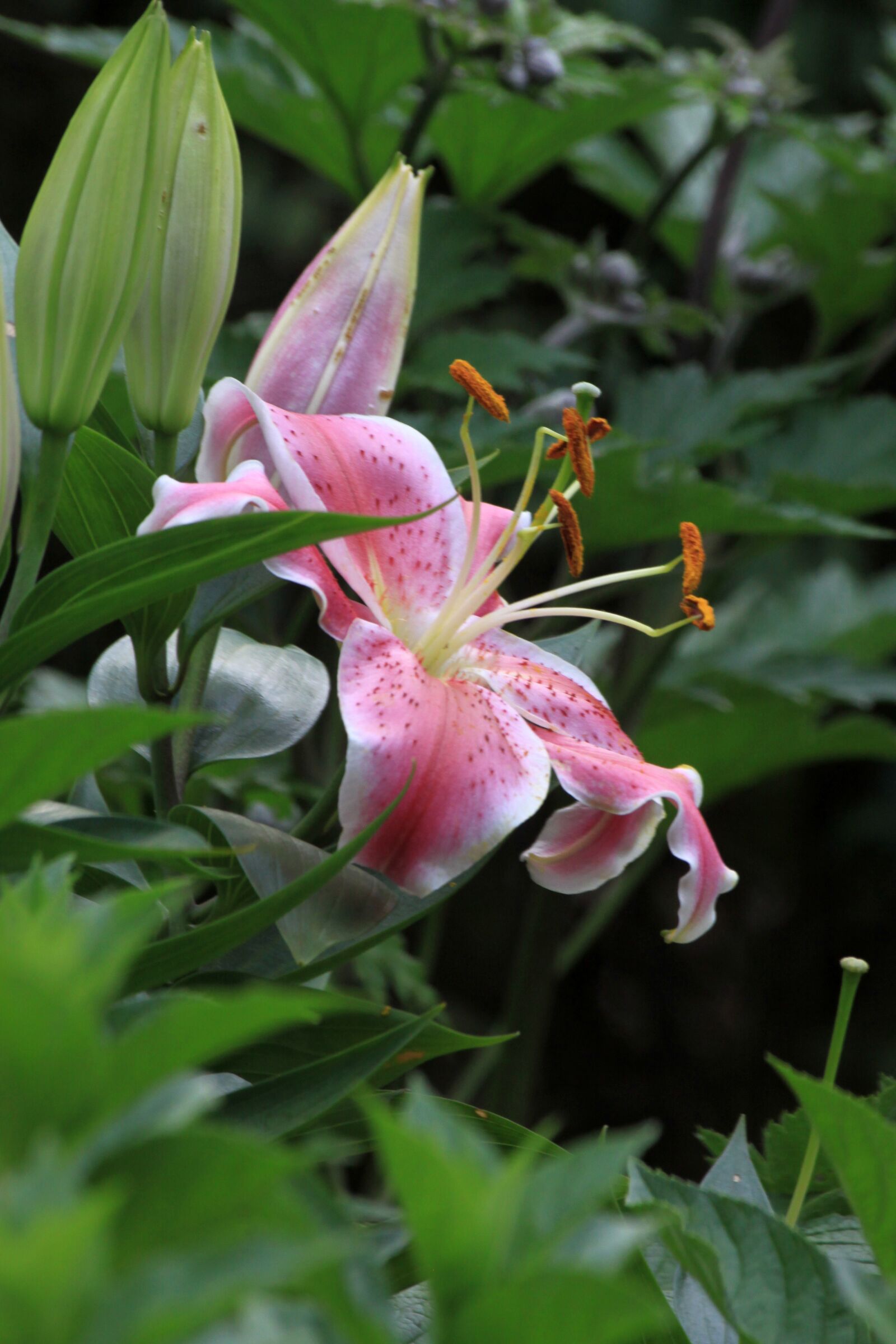 Canon EOS 50D sample photo. Lily, garden, park photography