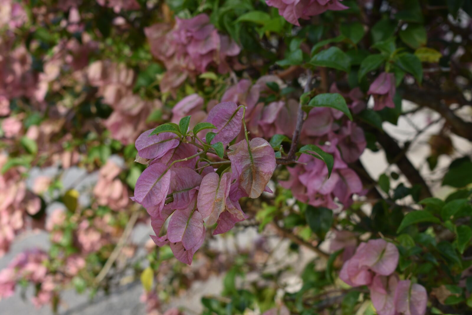 Nikon D3400 sample photo. Flower, plant, sheet photography