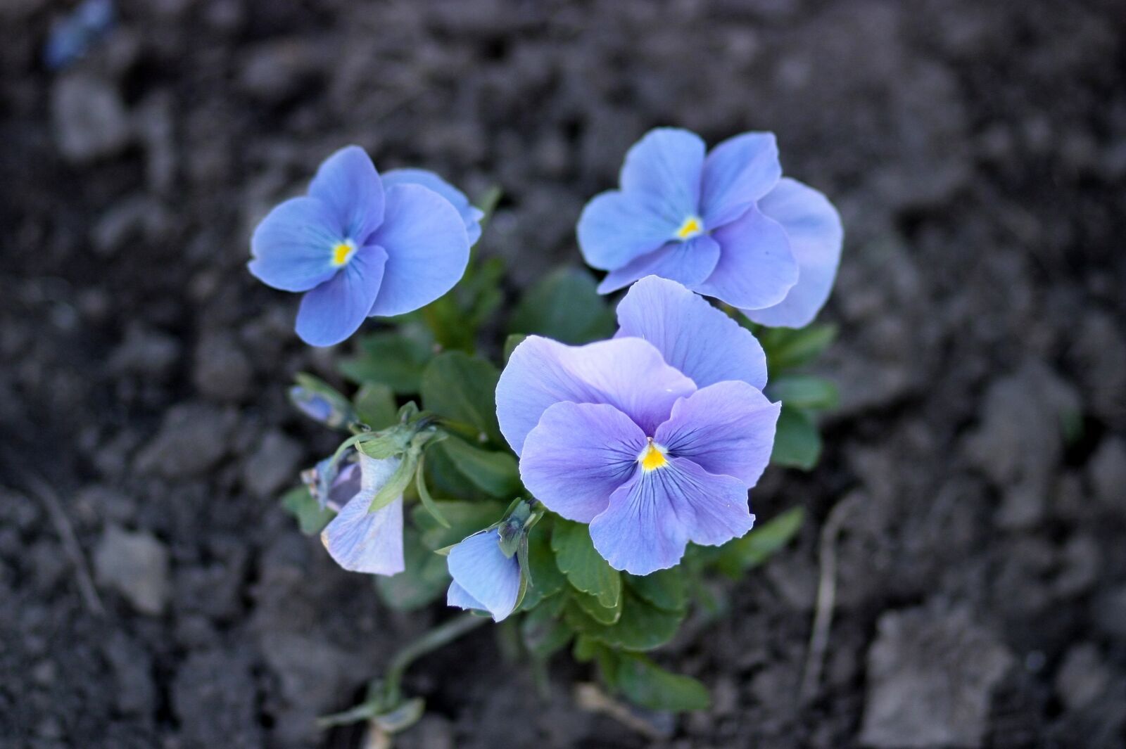 Canon EOS 450D (EOS Rebel XSi / EOS Kiss X2) sample photo. Pansies, blue, flowers photography