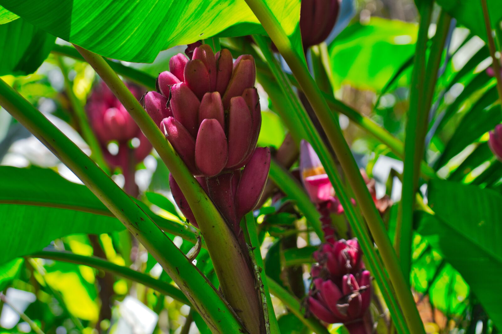 Nikon D3200 sample photo. Cartago, costa rica, platanillo photography