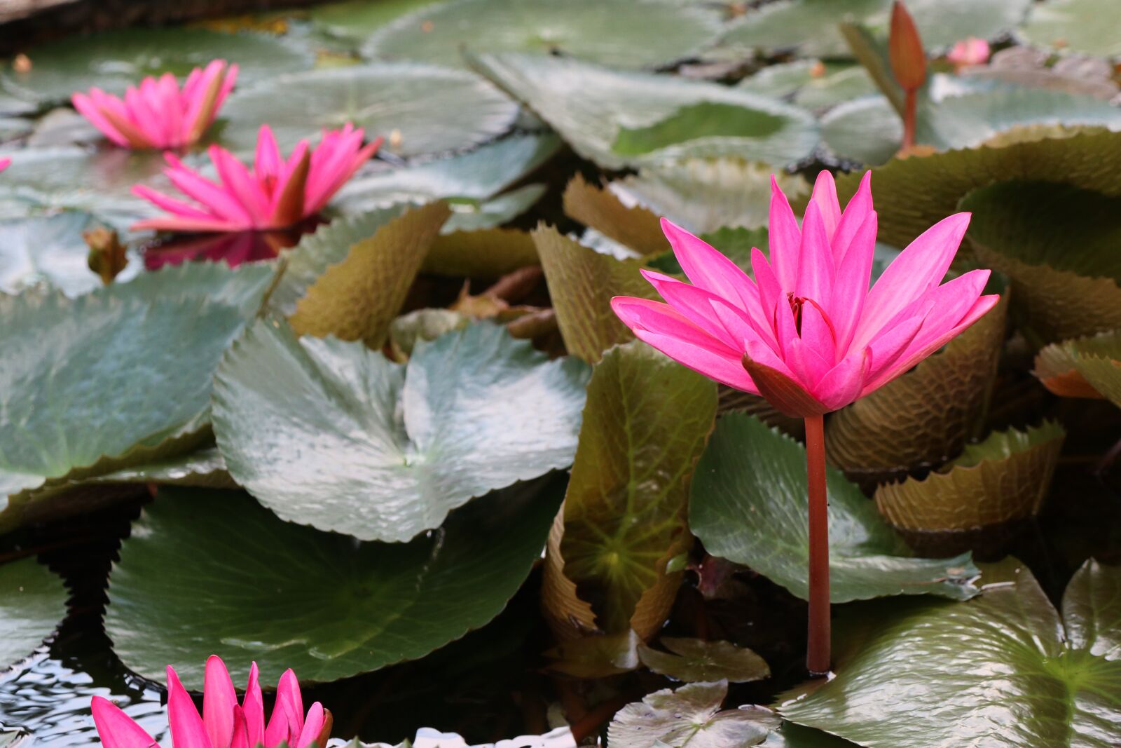 Canon EF-M 18-150mm F3.5-6.3 IS STM sample photo. Garden, lotus flowers pond photography