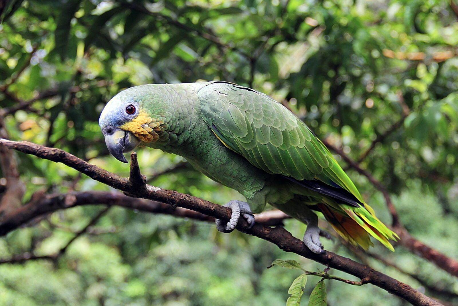 Canon EF-S 18-135mm F3.5-5.6 IS sample photo. Parrot, bird, ave photography