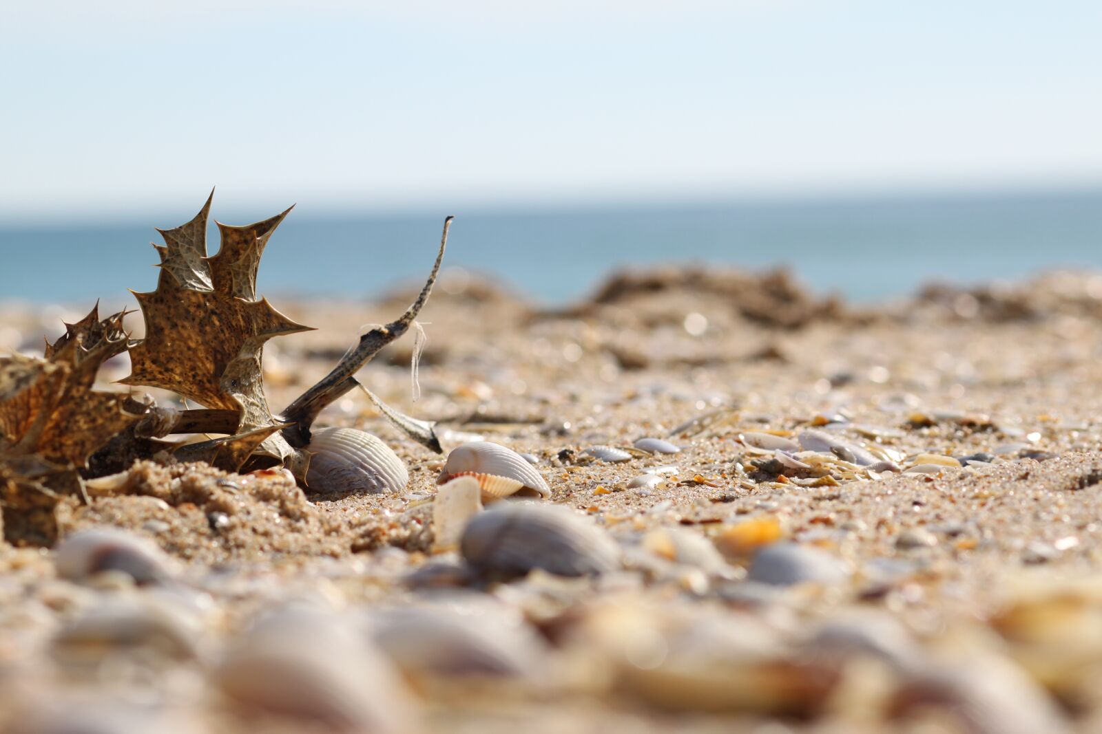 Canon EOS 500D (EOS Rebel T1i / EOS Kiss X3) sample photo. Sea, sand, shells photography