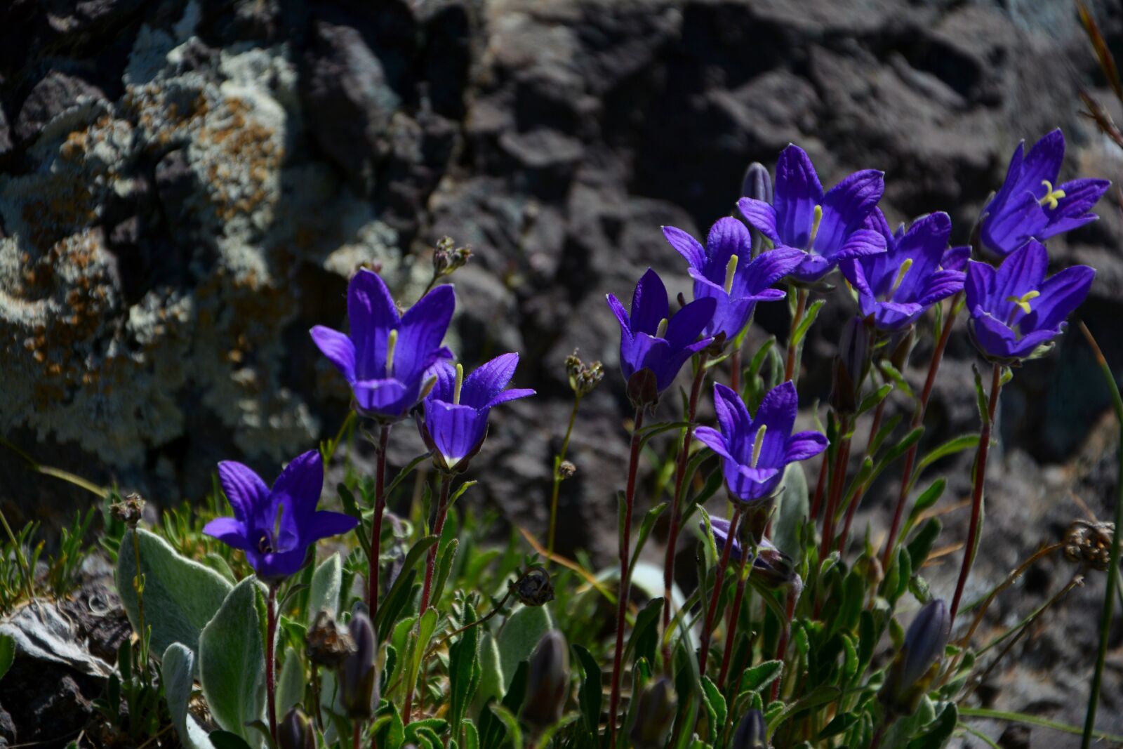 Nikon D7100 sample photo. Flower, nature, macro photography