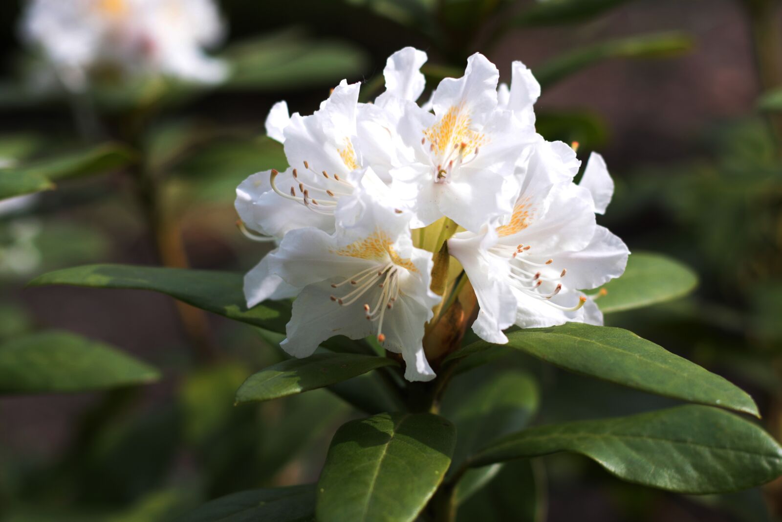 Canon EOS 7D Mark II + Canon EF 50mm F1.8 STM sample photo. Rhododendron, white, the yellow photography