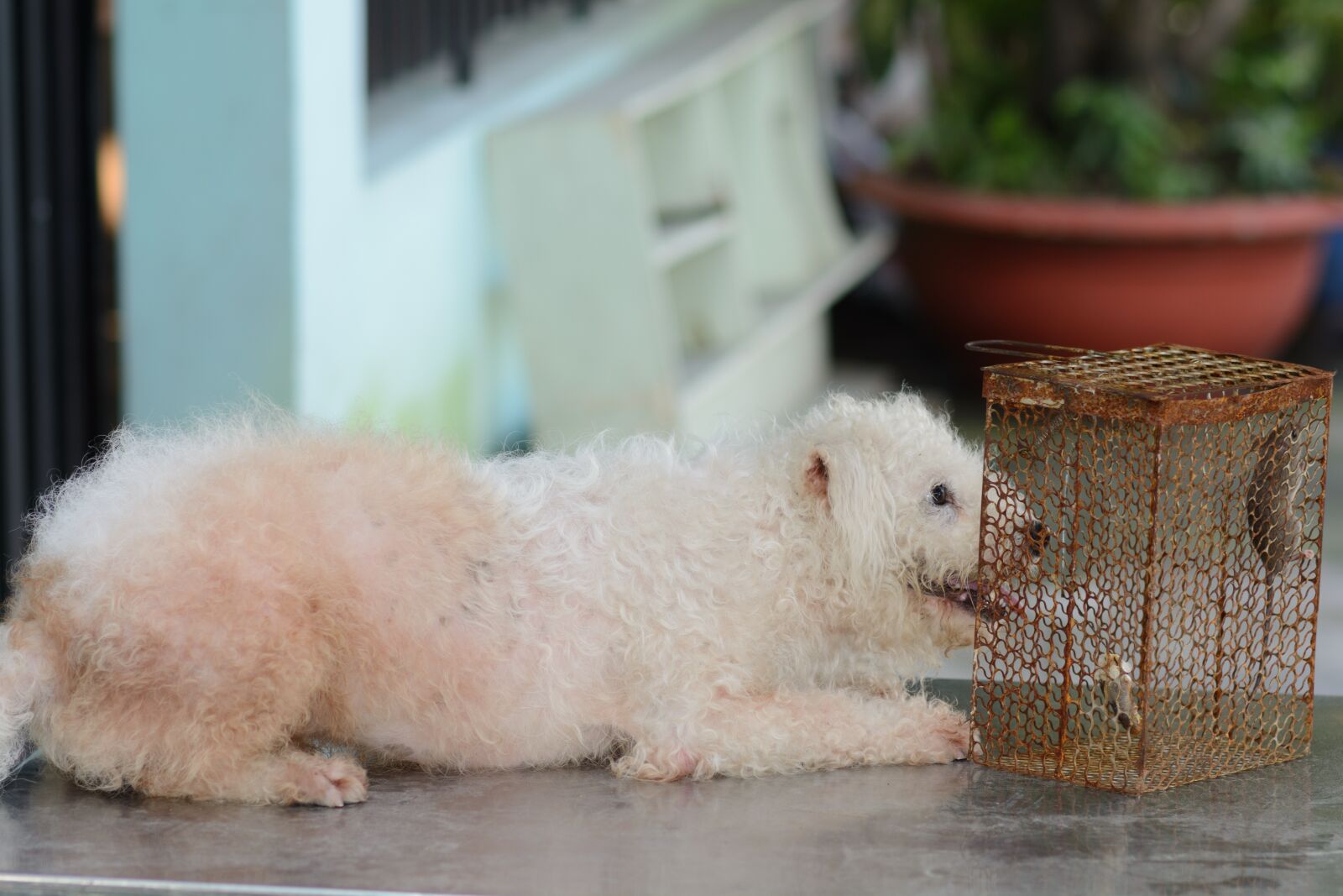 Nikon D7100 sample photo. Dog, mouse, animal photography