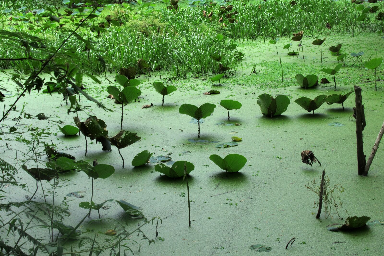 Canon PowerShot SX620 HS sample photo. Aquatic plants, viet nam photography
