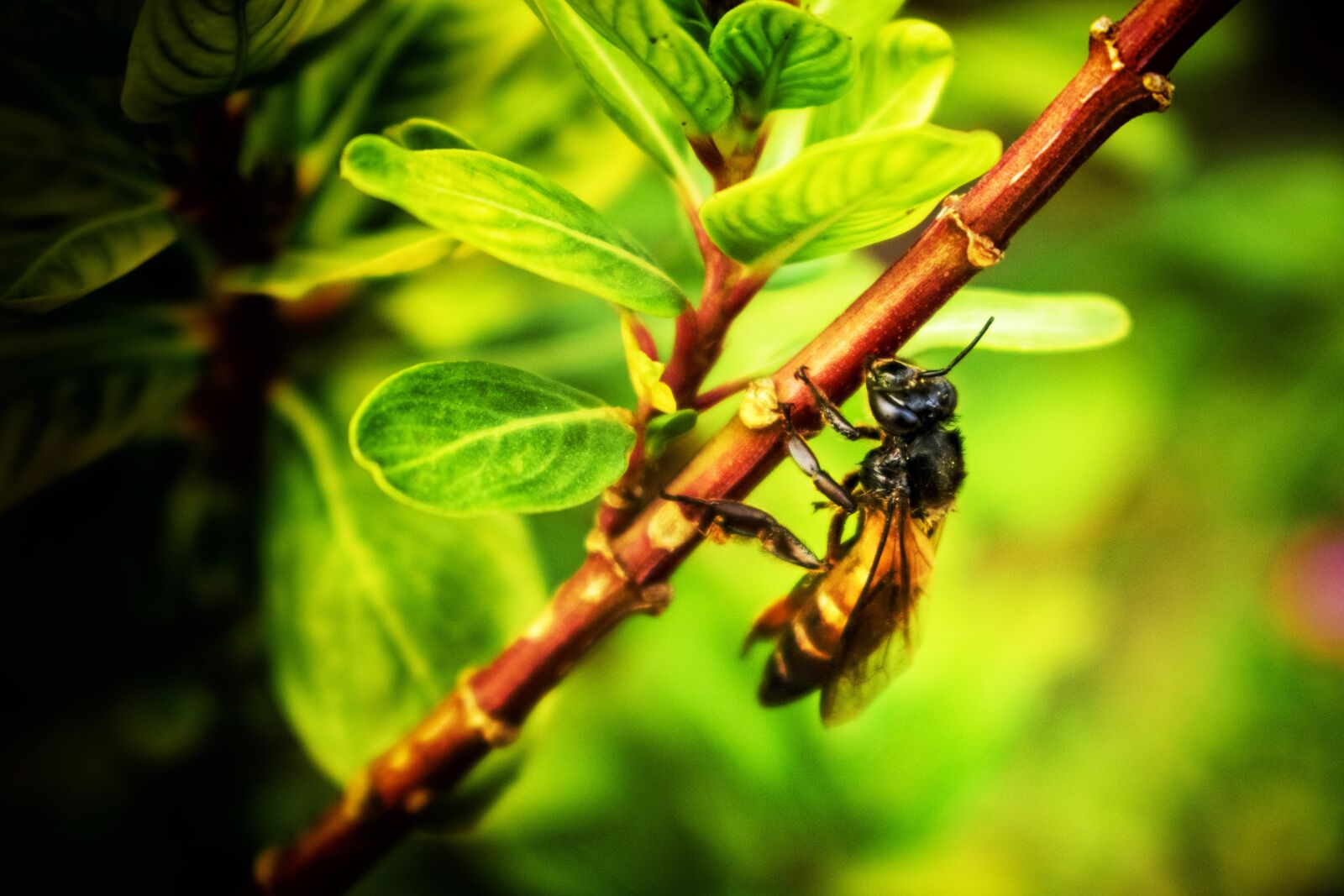 Nikon D3400 sample photo. Bee, insect, plant photography