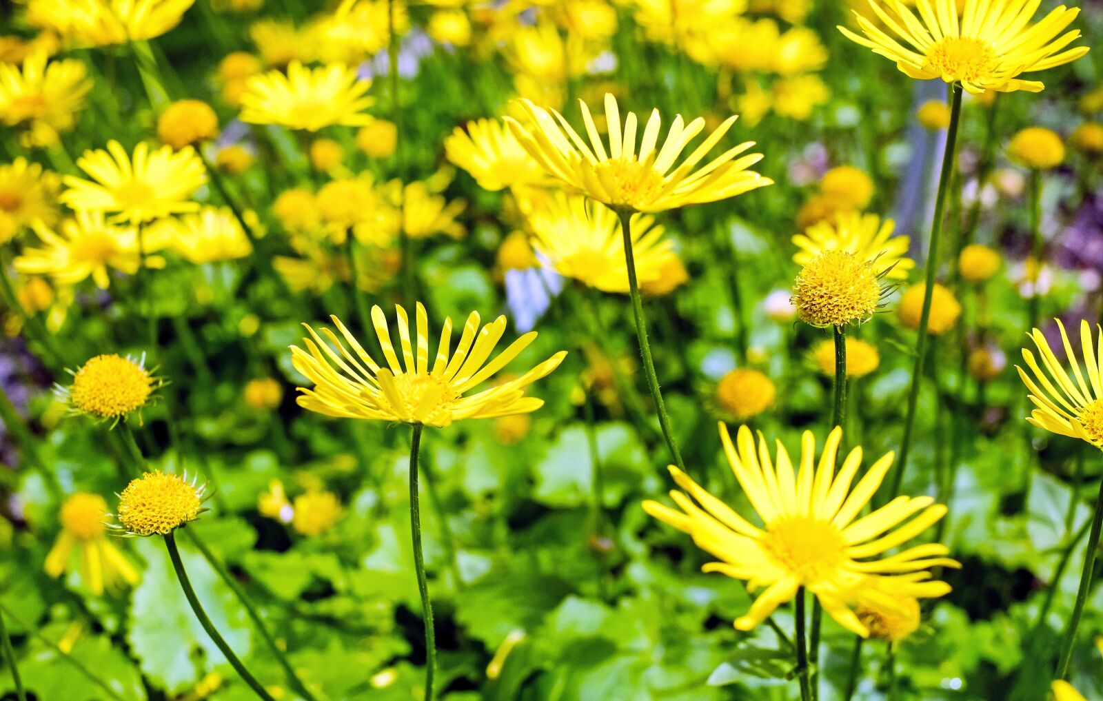Fujifilm X-T10 + Fujifilm XF 35mm F1.4 R sample photo. Flower, blossom, bloom photography