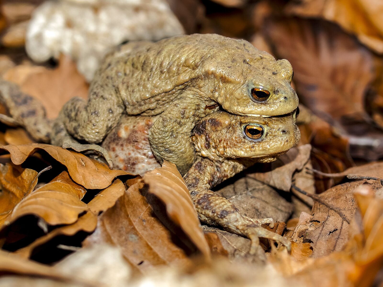 Olympus E-520 (EVOLT E-520) + OLYMPUS 35mm Lens sample photo. Common toad, toad, amphibians photography