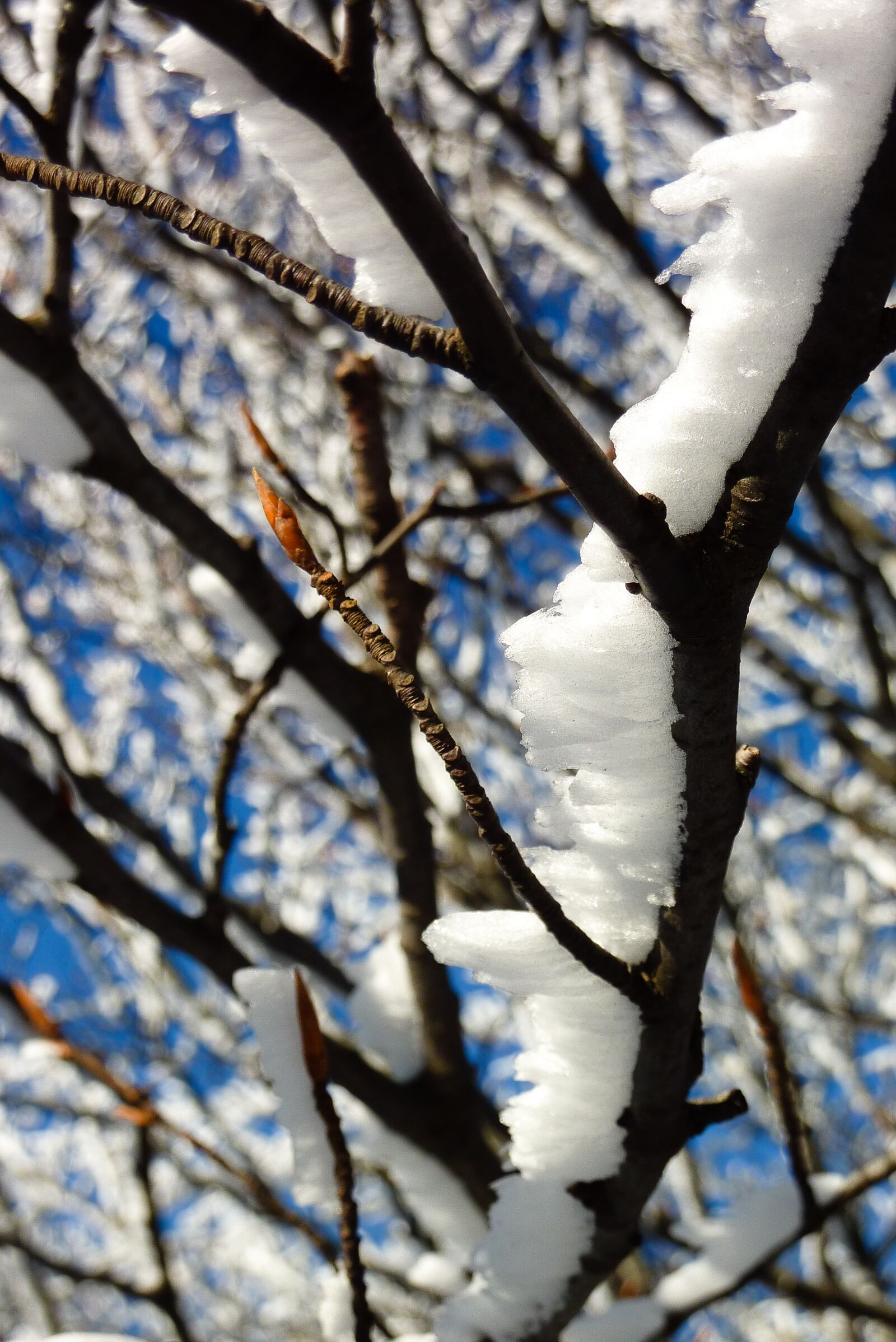 Panasonic DMC-TZ7 sample photo. Tree, snow, mountain photography