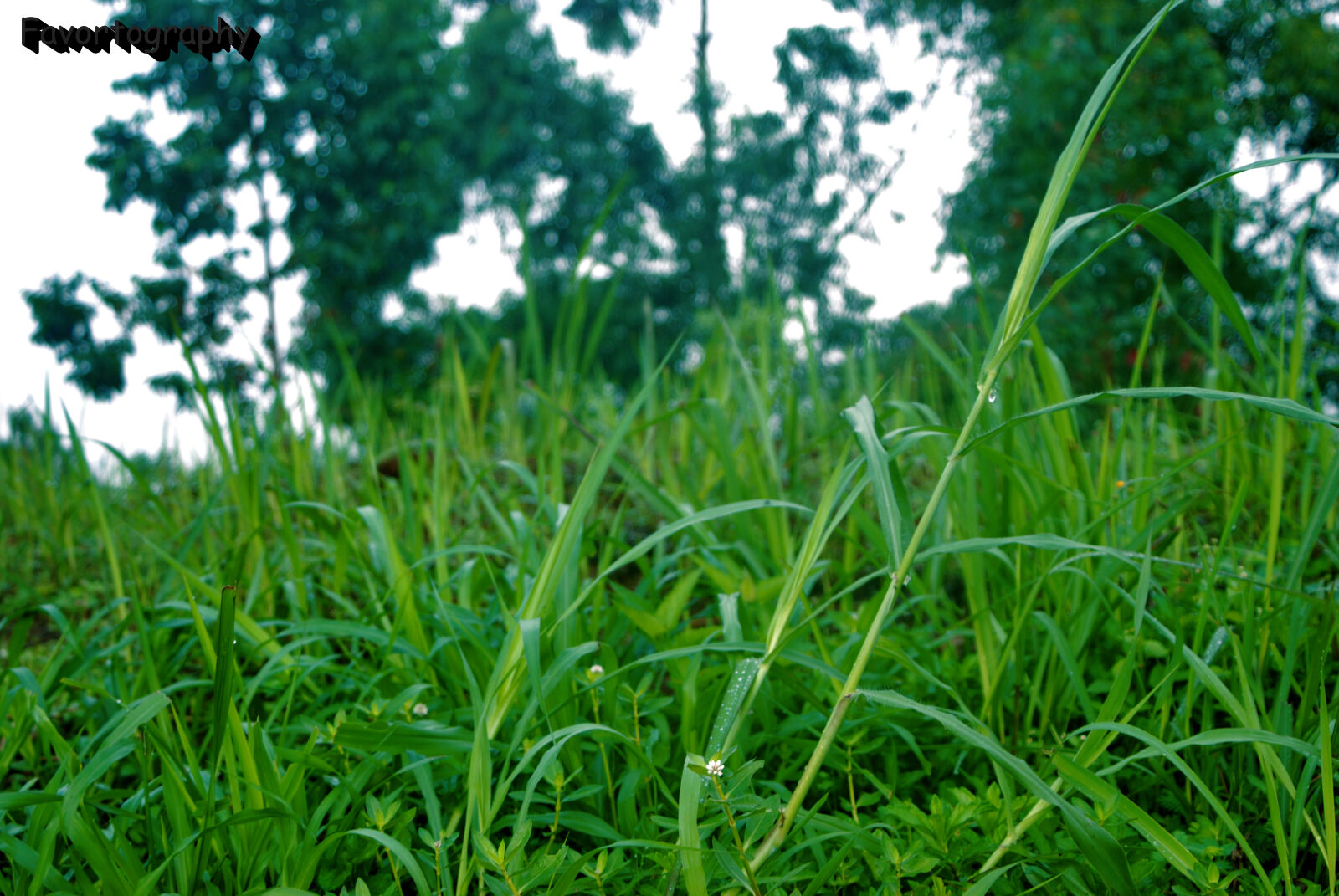 Nikon D80 sample photo