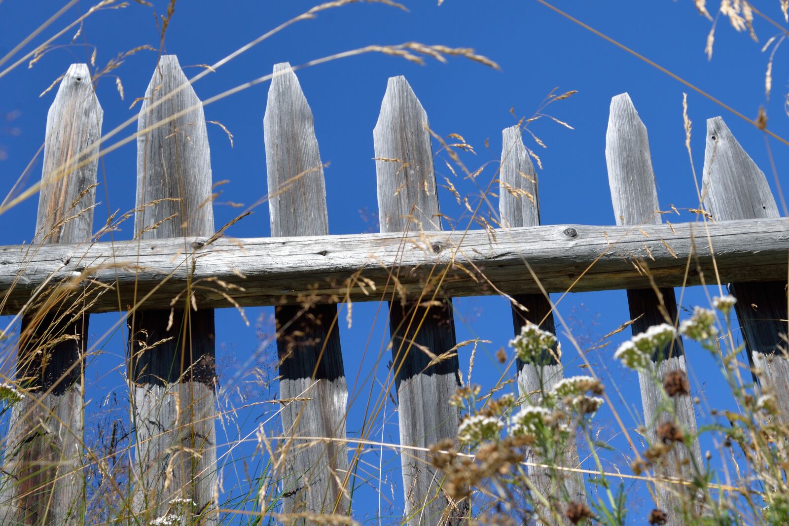 Nikon D610 sample photo. Fence, old, summer photography