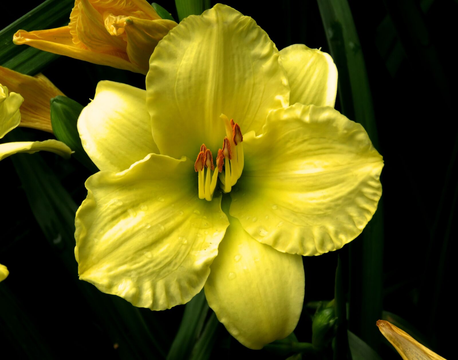 Canon PowerShot SX60 HS sample photo. Yellow flower, wet flower photography