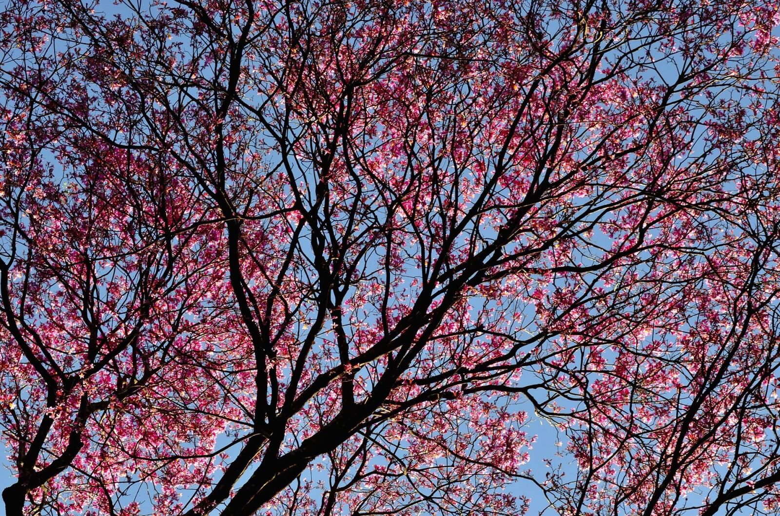 Nikon D5100 sample photo. Park, spring, tree, cherry photography