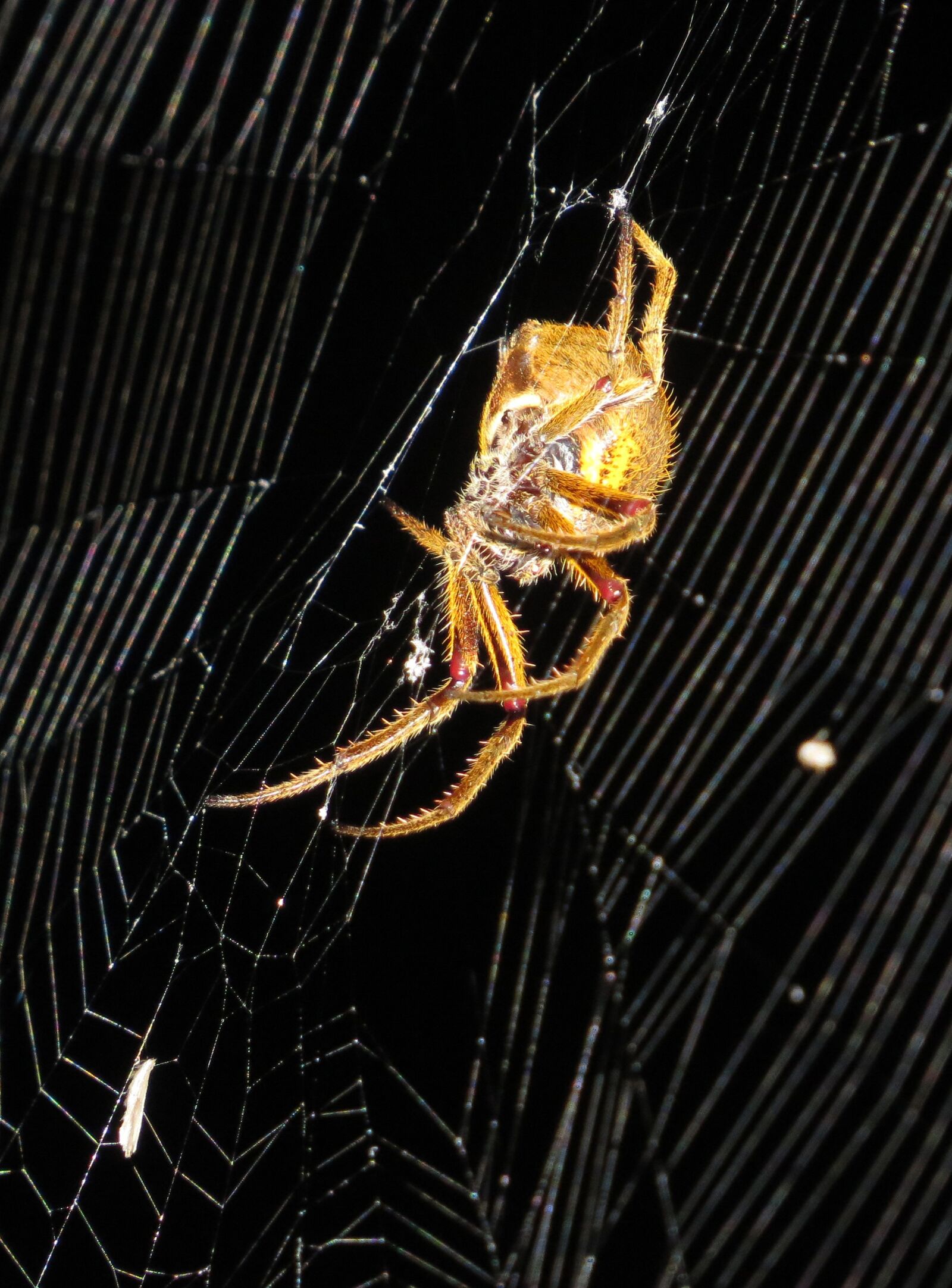 Canon PowerShot SX50 HS sample photo. Insect, macro, spider photography