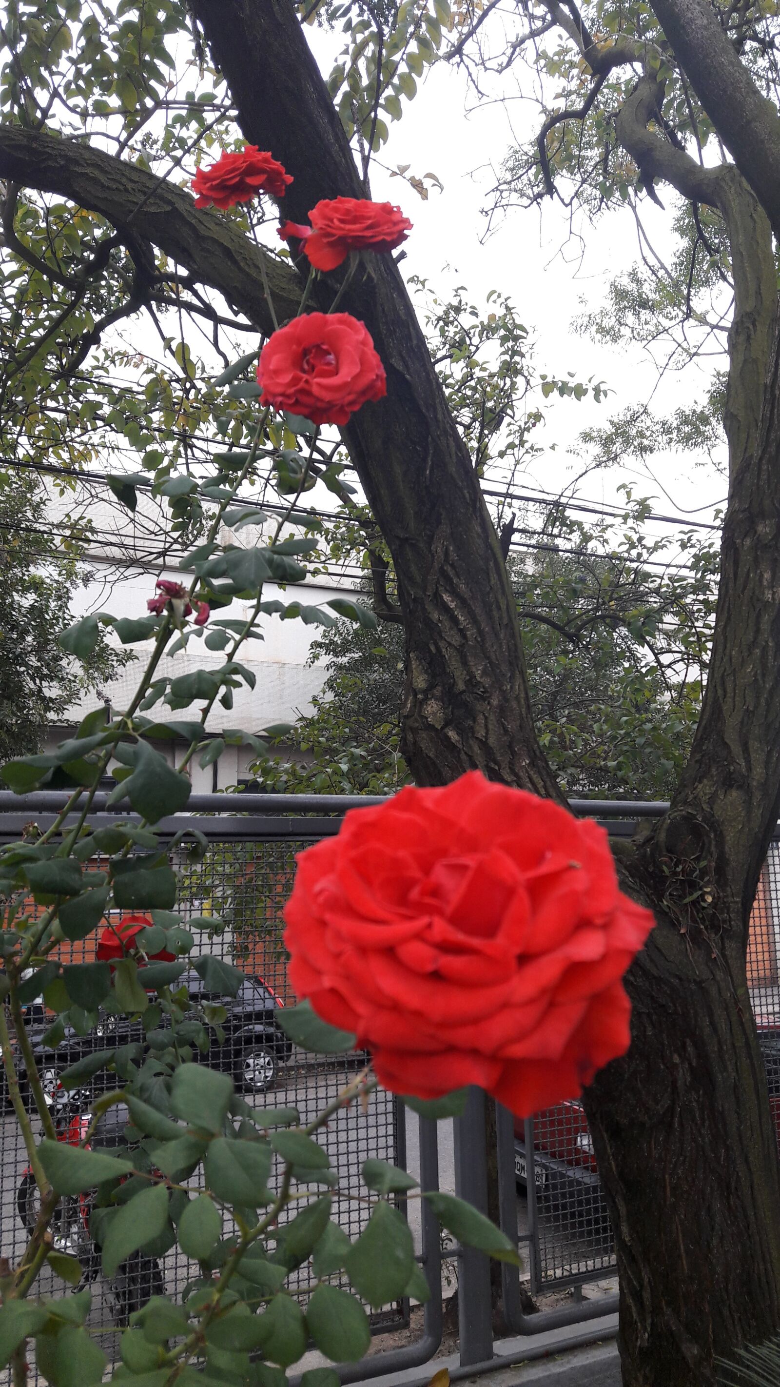 Samsung Galaxy A5(2016) sample photo. Roses, flower, gardens photography