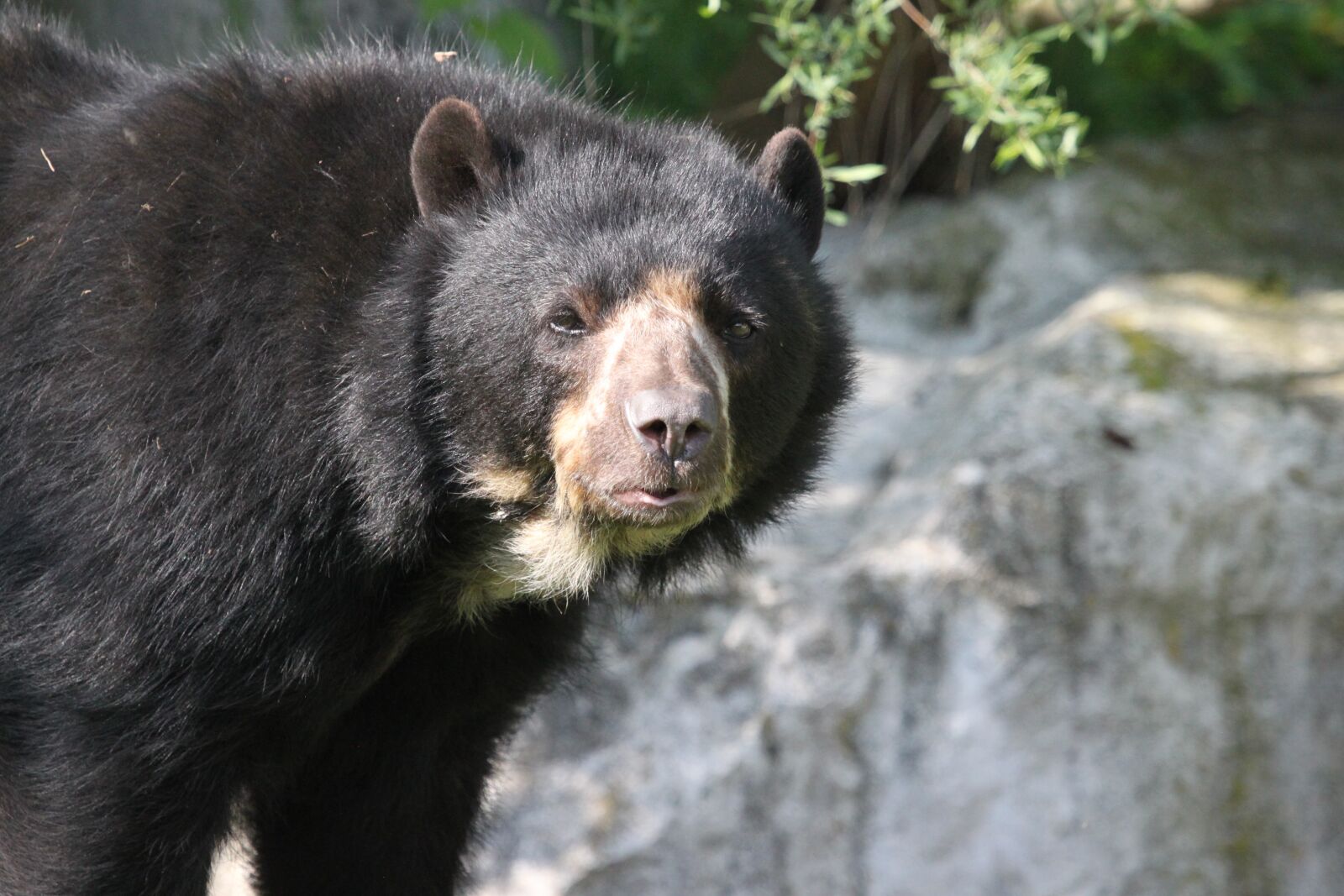 Canon EOS 500D (EOS Rebel T1i / EOS Kiss X3) sample photo. Bear, fur, animal photography