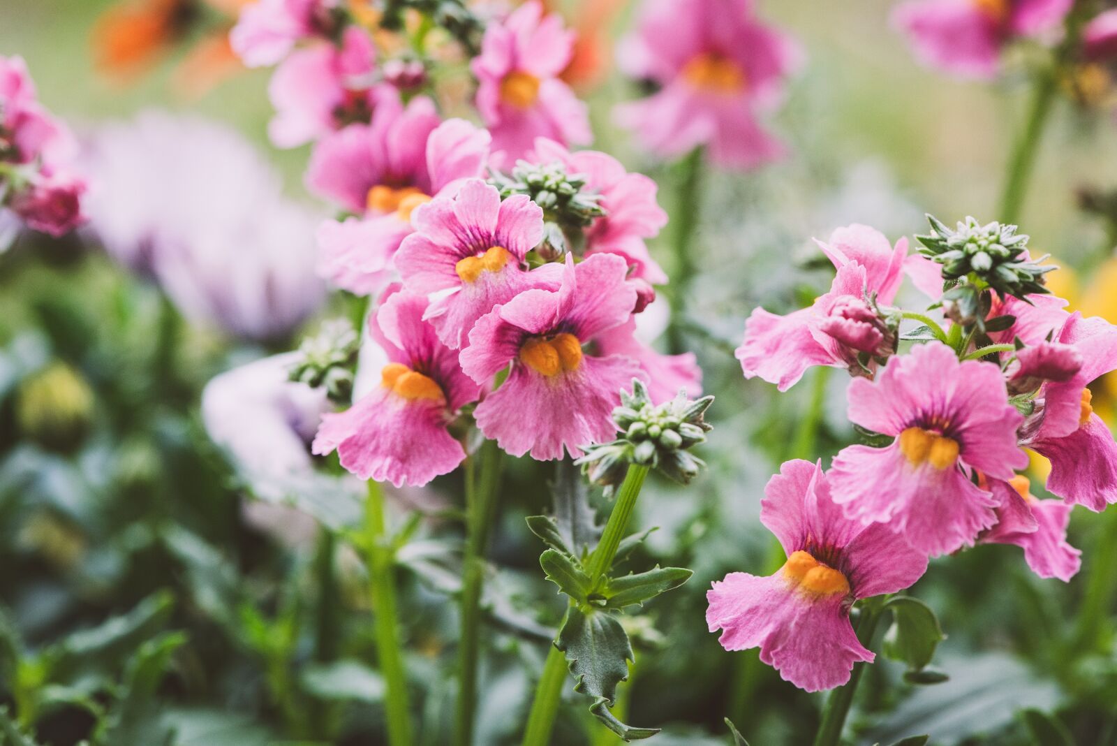 Nikon D750 sample photo. Flowers, pink, pink flowers photography