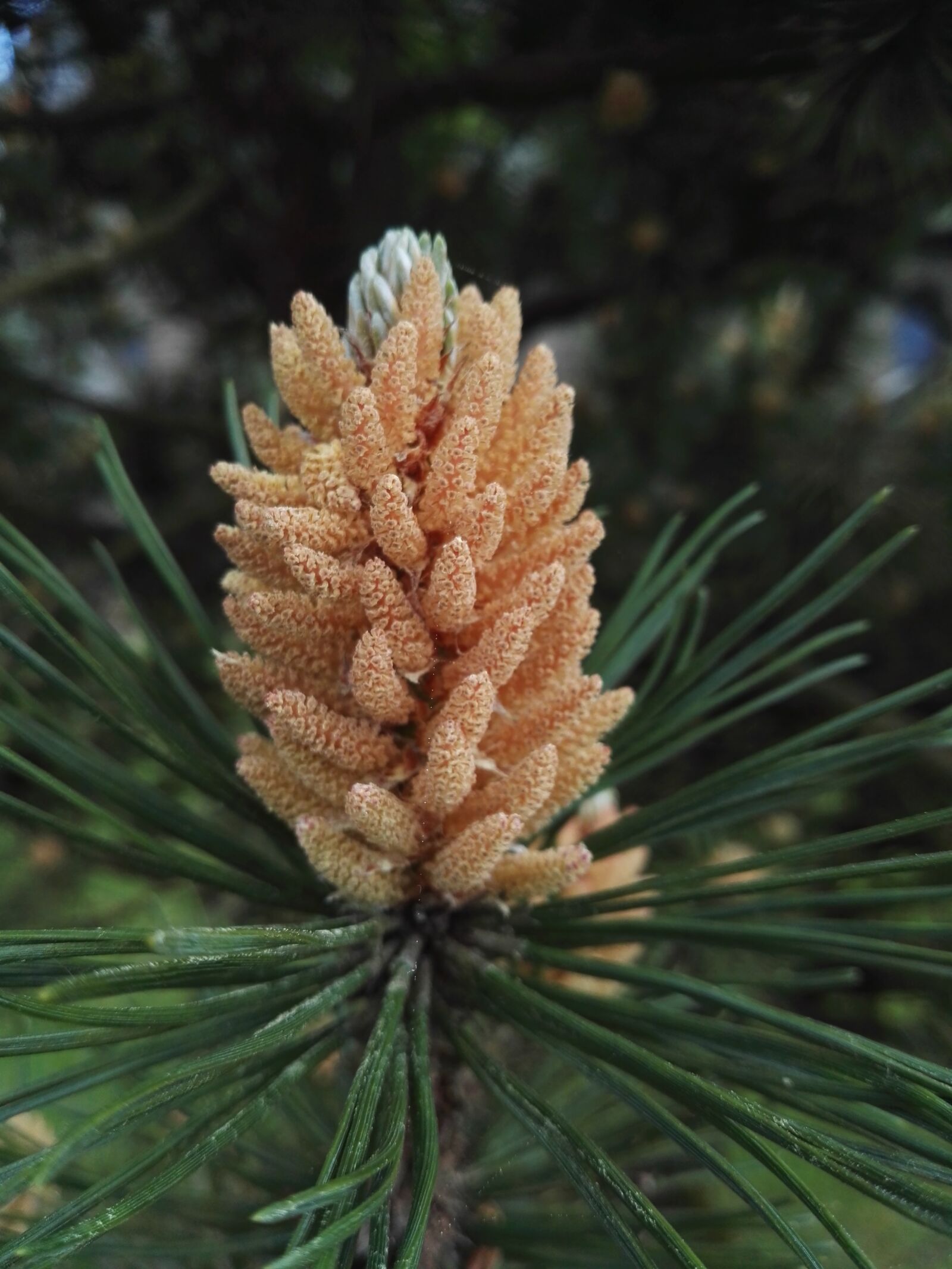 HUAWEI GRA-L09 sample photo. Fir tree, summer, tree photography