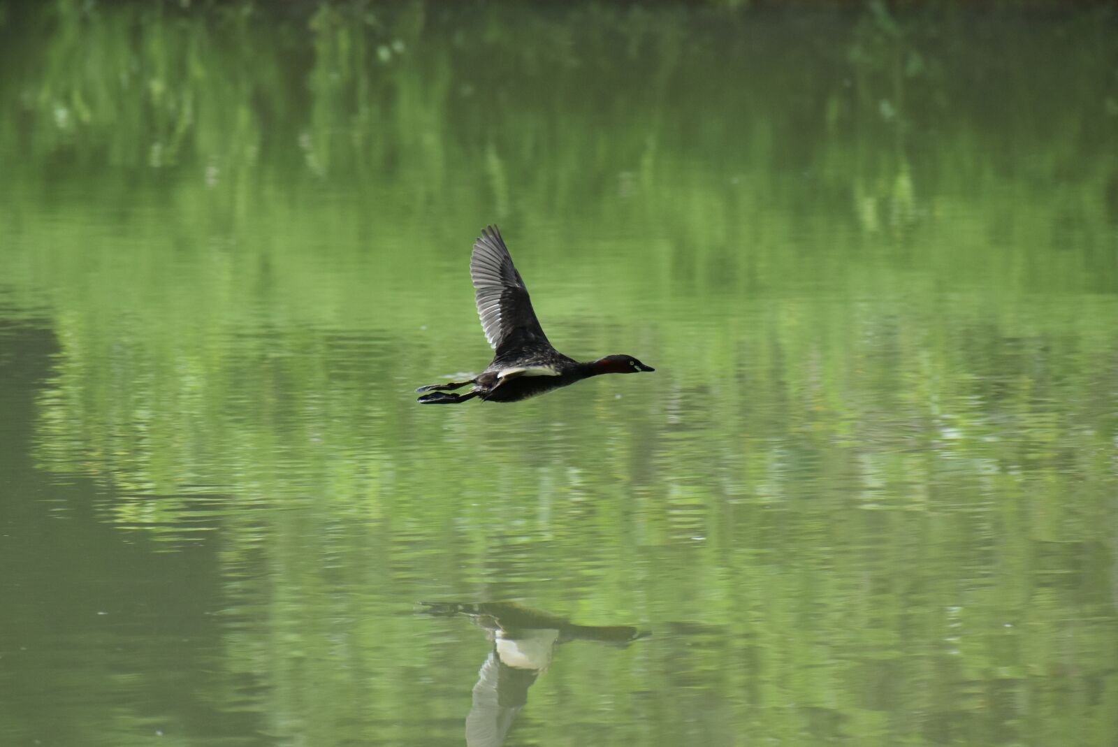 Nikon D7200 sample photo. Animal, pond, waterside photography