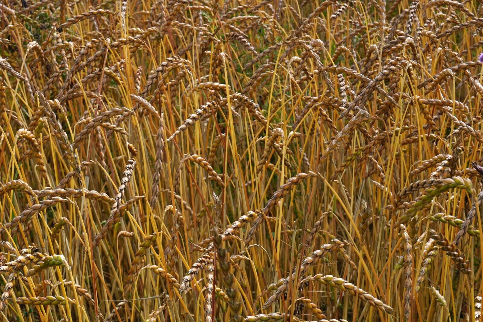 Sony a6000 sample photo. Cereals, spike, wheat field photography