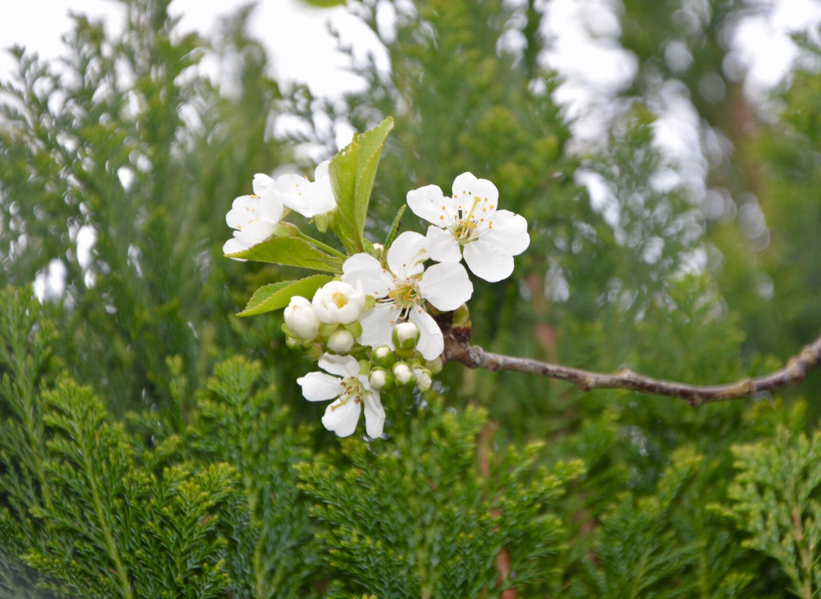 Nikon D5200 sample photo. Flowers of apple tree photography