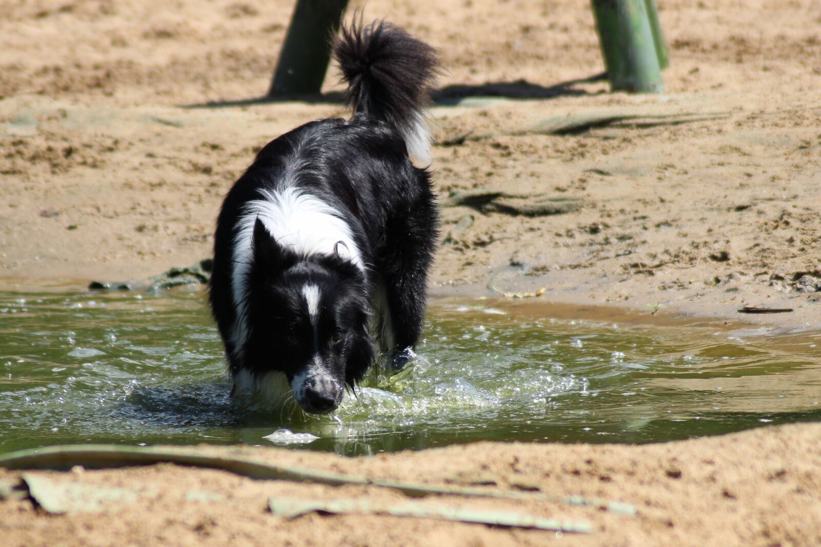 Canon EOS 600D (Rebel EOS T3i / EOS Kiss X5) sample photo. Dog, border collie, play photography