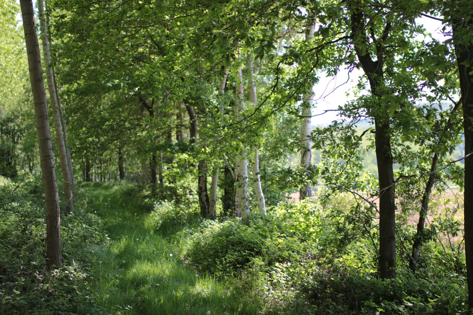 Sigma 35mm F1.4 DG HSM Art sample photo. Undergrowth, spring, trees photography