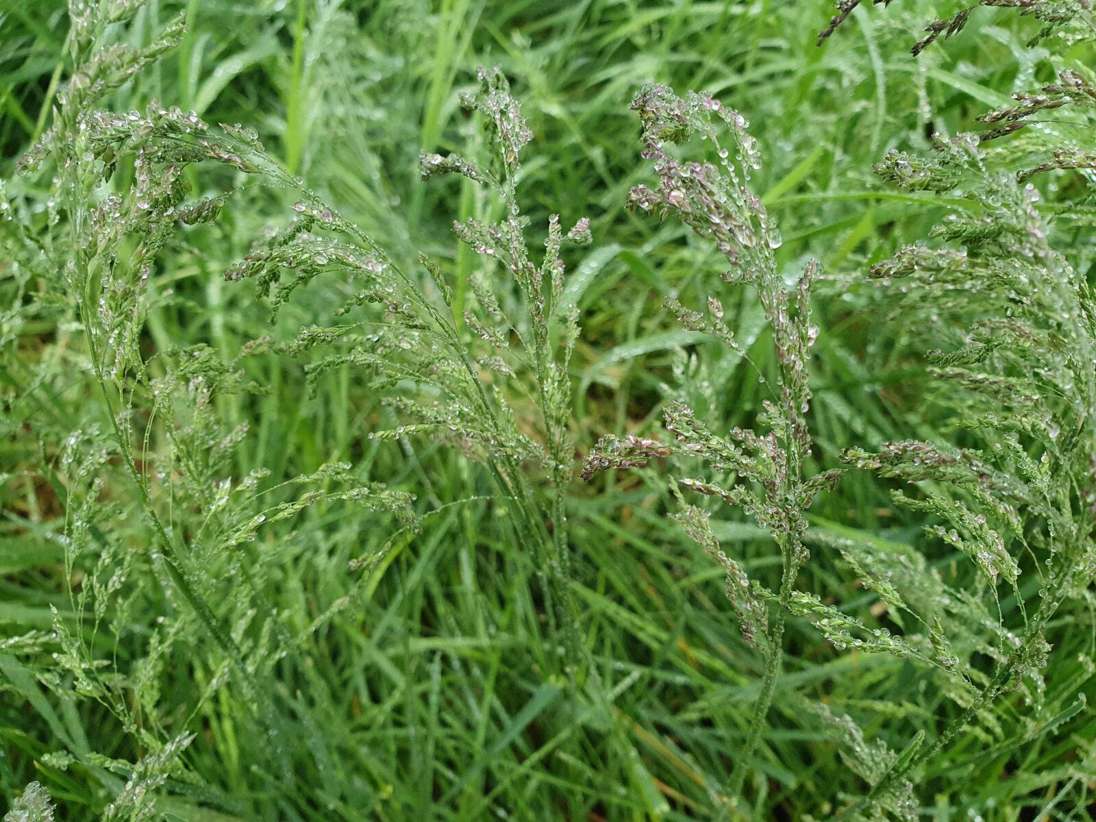 Samsung Galaxy S10 sample photo. Grass, dew, nature photography