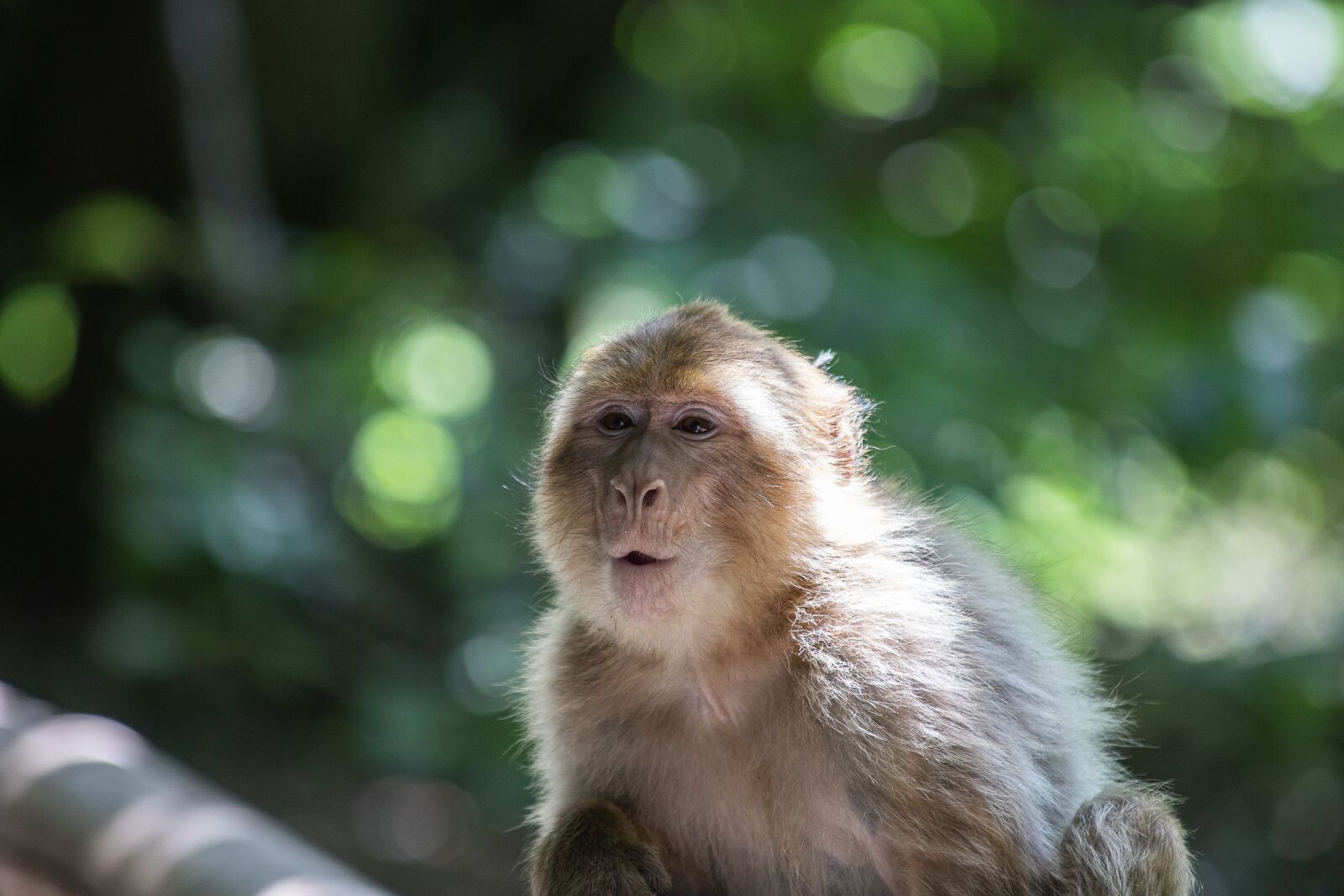 Canon EF 70-300mm F4-5.6 IS USM sample photo. Barbary ape, monkey, primate photography