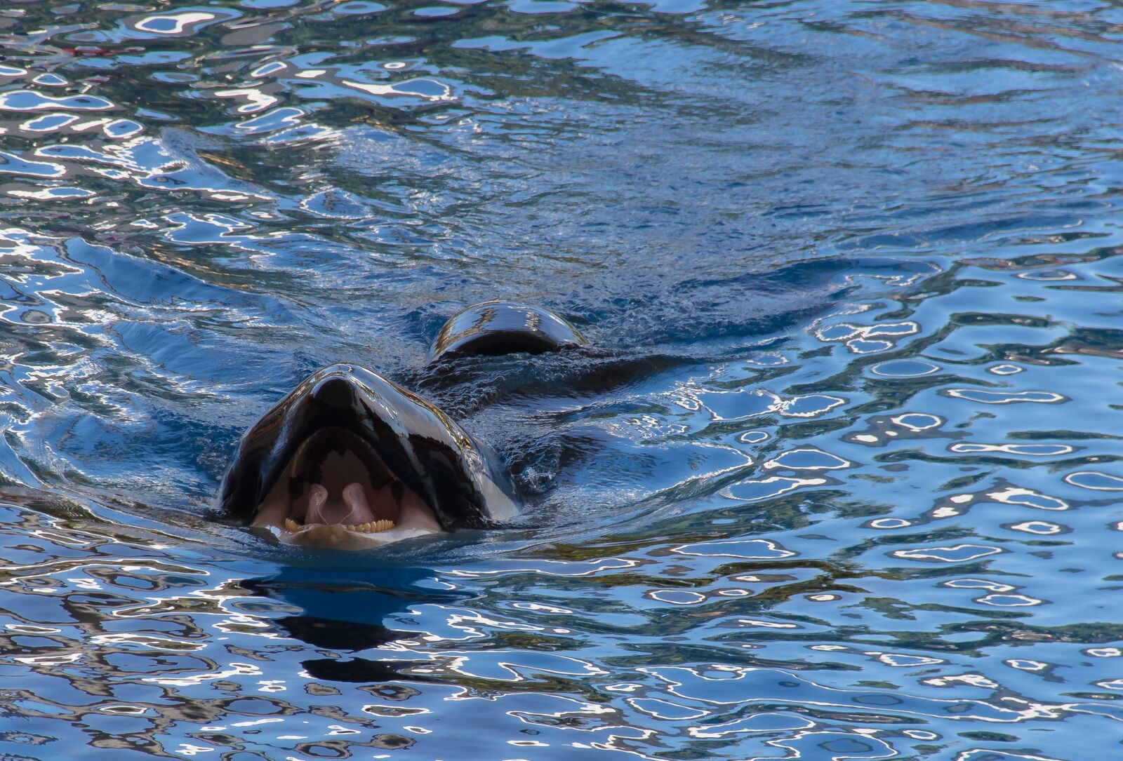 Canon EOS 550D (EOS Rebel T2i / EOS Kiss X4) sample photo. Orca, dolphin, fish photography