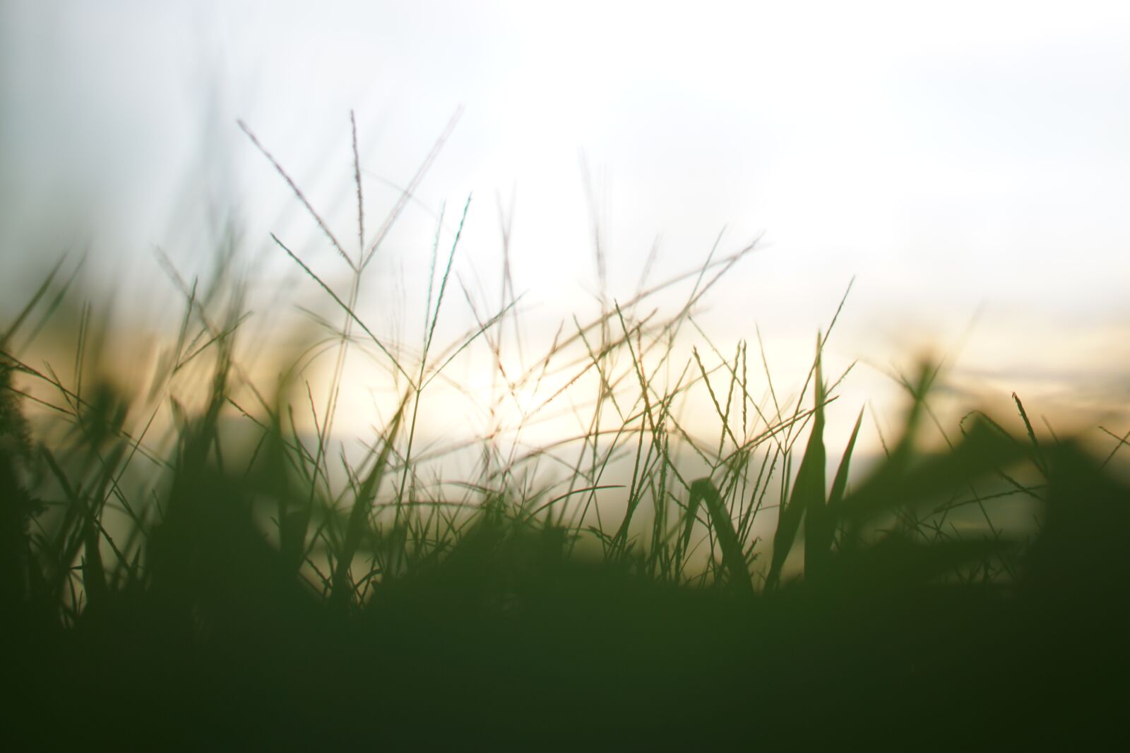 Sony a6000 + Sony FE 50mm F1.8 sample photo. Grass, field, nature photography