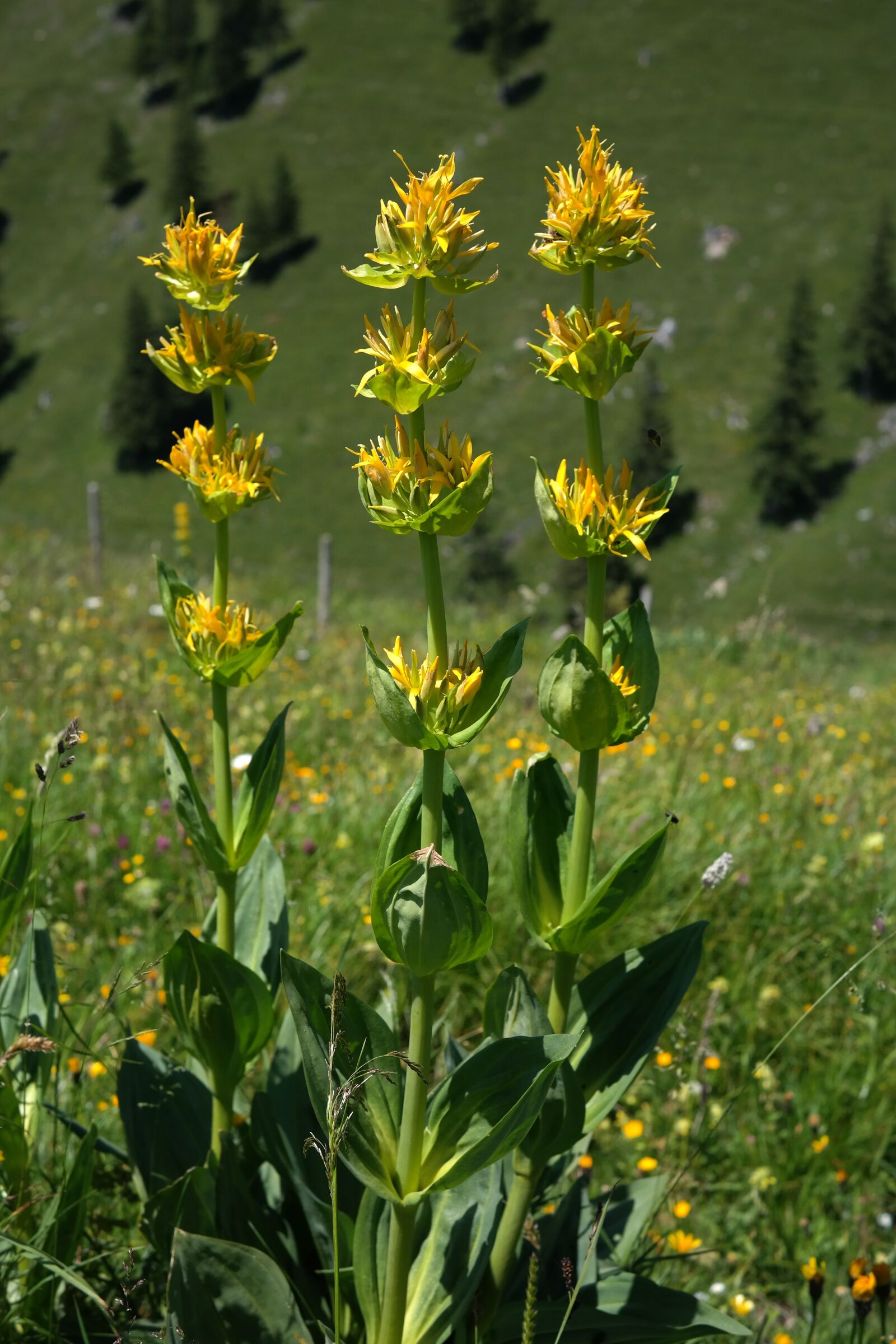 Samsung NX300 sample photo. Yellow gentian, blossom, bloom photography