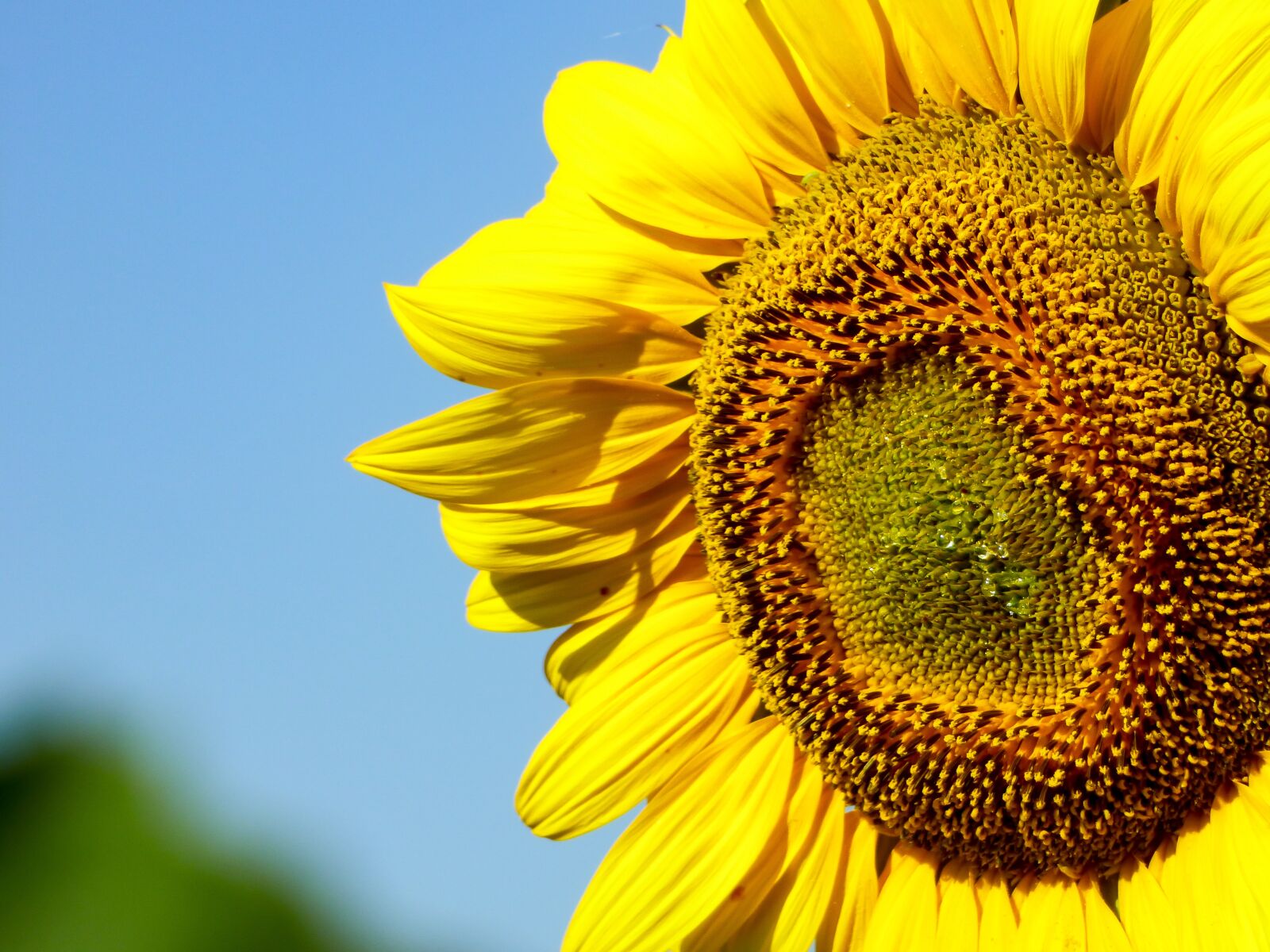 Panasonic DMC-FZ72 sample photo. Sunflower, flower, yellow flower photography