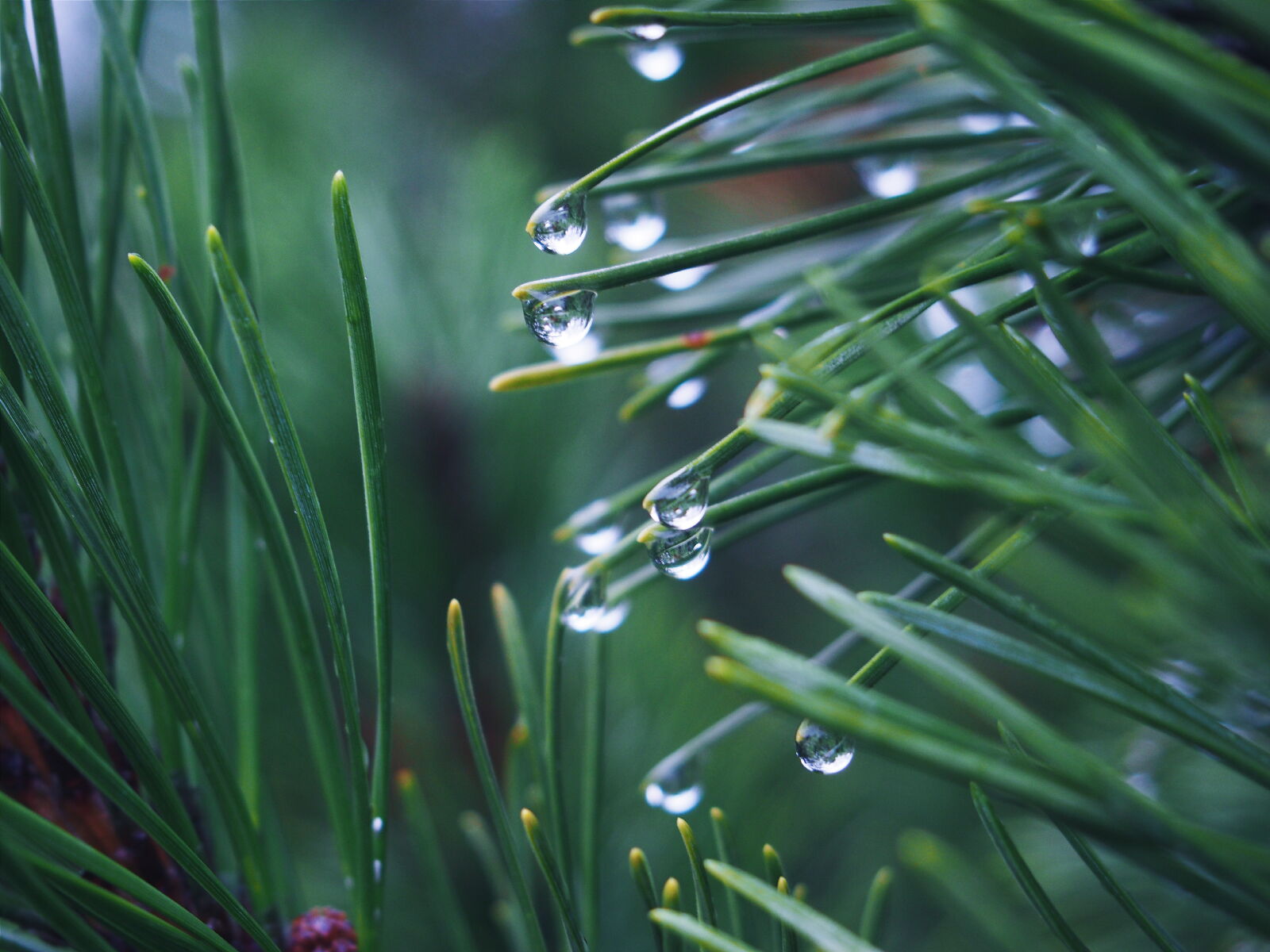 Olympus PEN E-PL5 sample photo. Drops, green, nature, plant photography