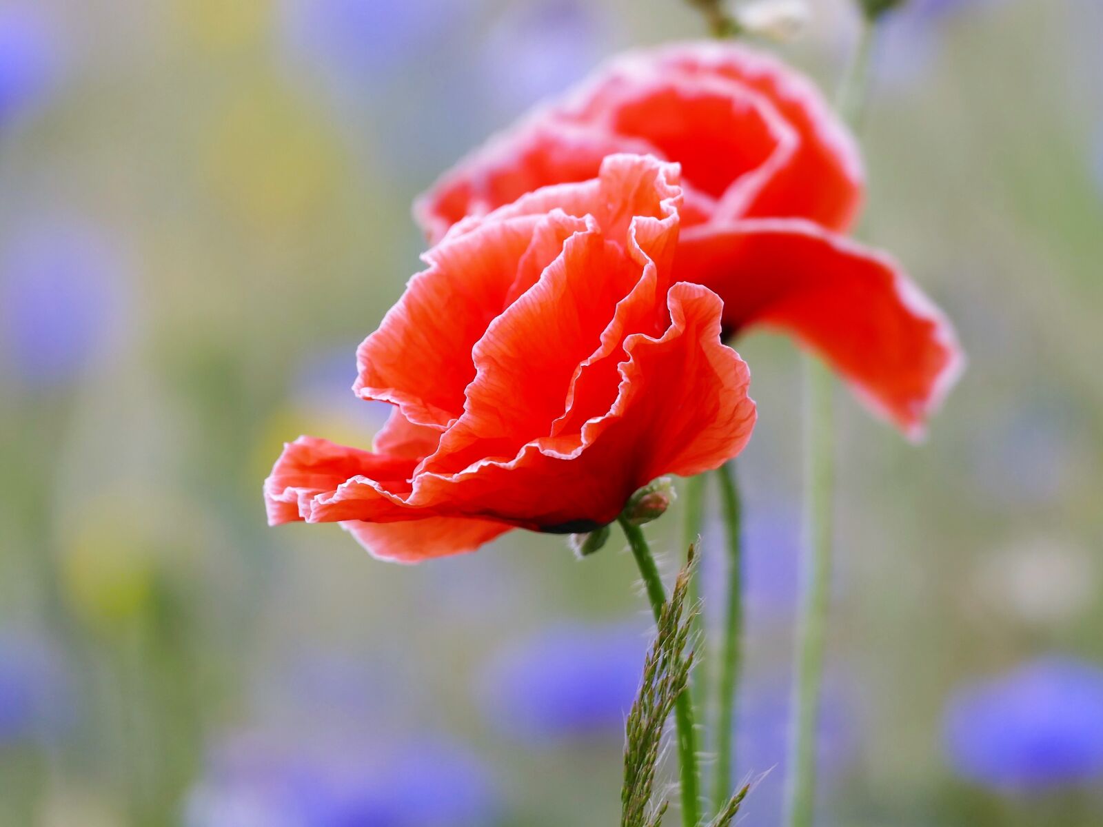 Panasonic Lumix DMC-FZ1000 sample photo. Plant, flower, poppy photography