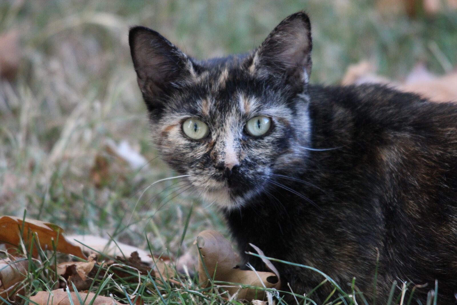 Canon EOS 600D (Rebel EOS T3i / EOS Kiss X5) sample photo. Cat, nature, feline photography