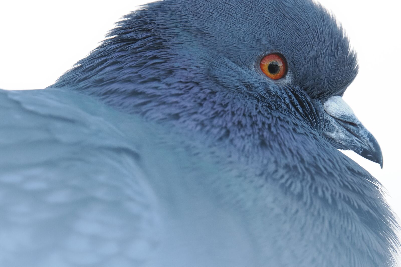 Olympus M.Zuiko Digital ED 150-600mm F5.0-6.3 sample photo. Pigeon relaxing photography