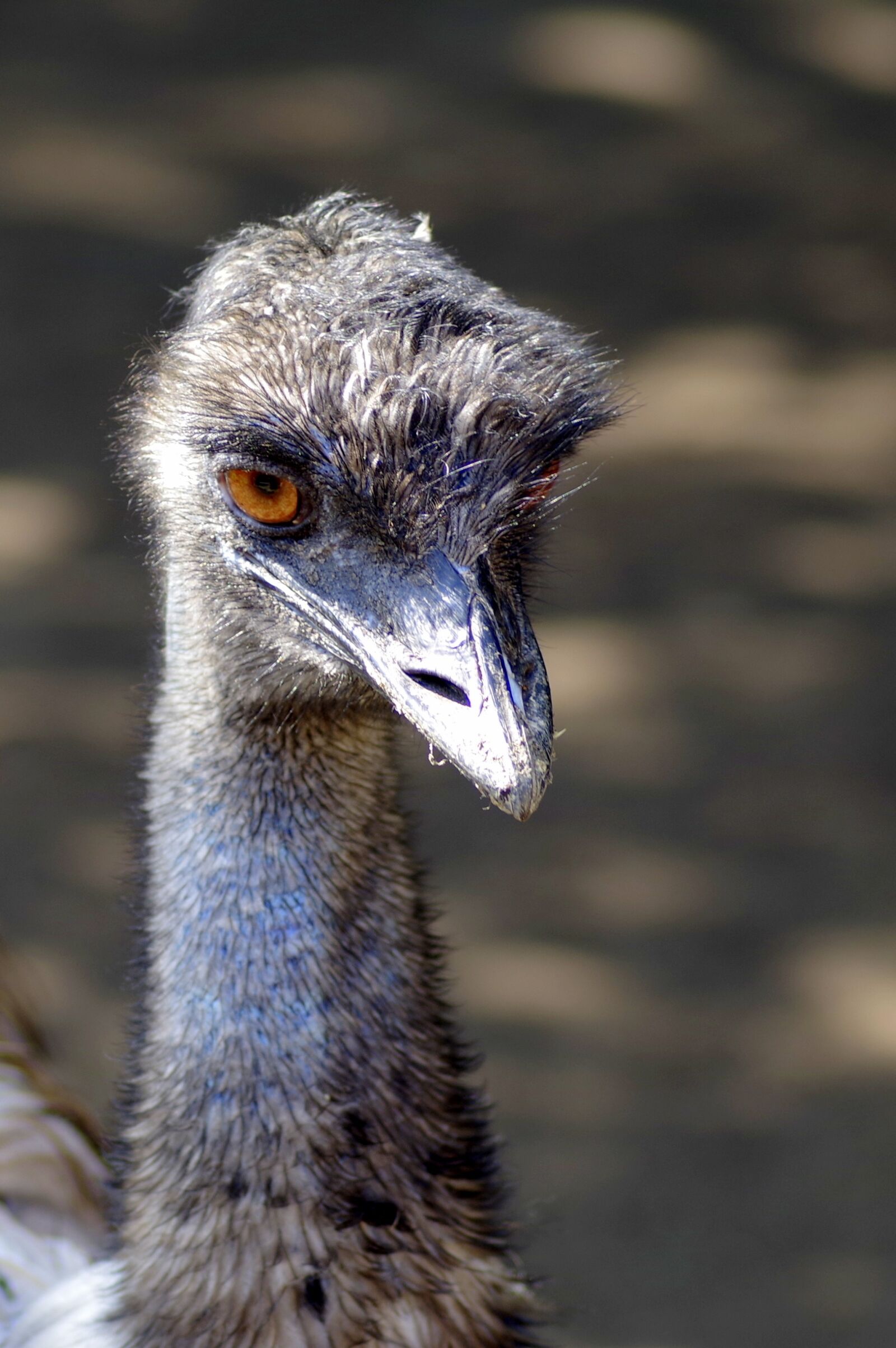 Pentax K-S2 sample photo. Ostrich, emu, bird photography