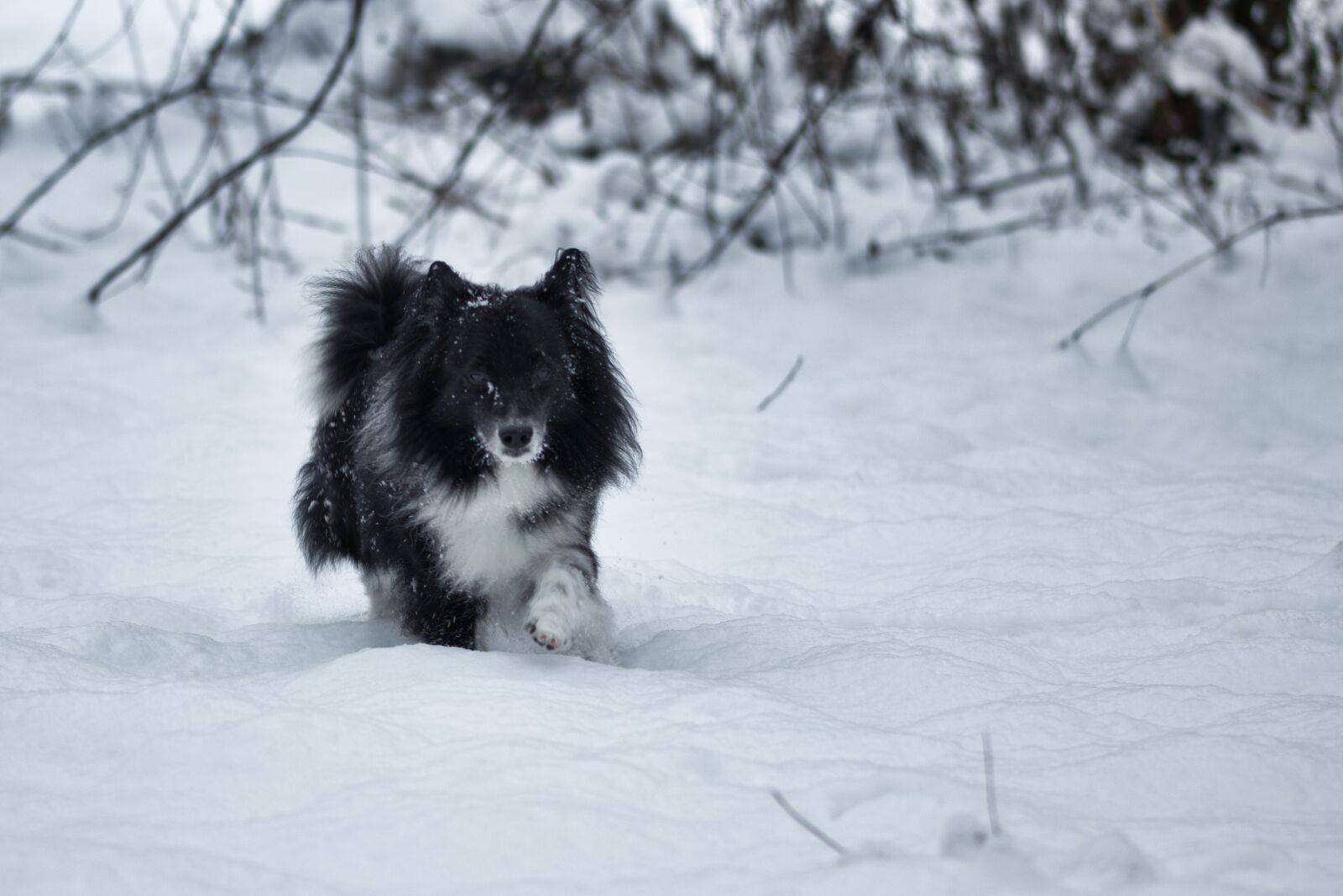 Canon EOS 80D sample photo. Dog, snow, winter photography