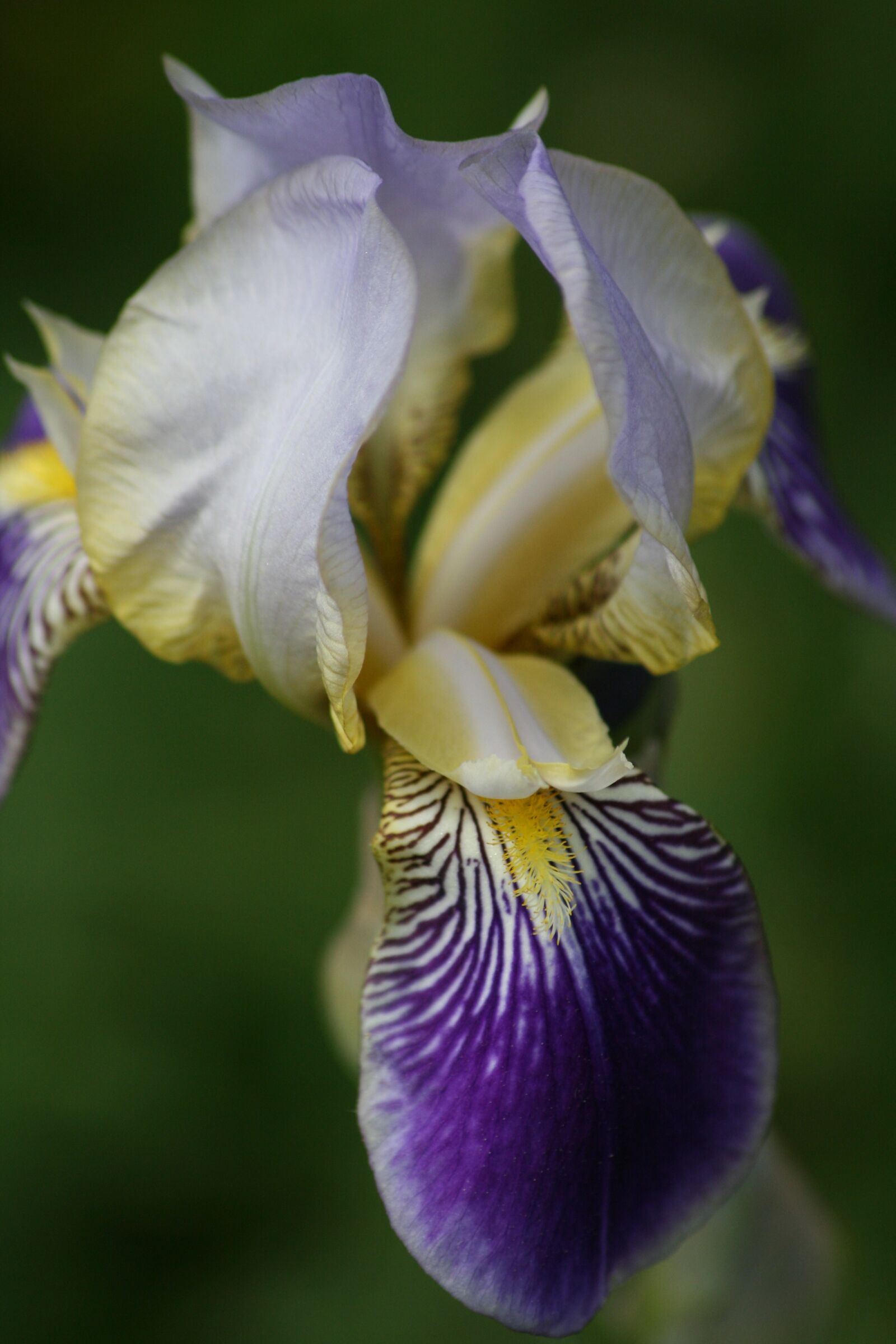 Canon EOS 400D (EOS Digital Rebel XTi / EOS Kiss Digital X) sample photo. Iris, blossom, bloom photography