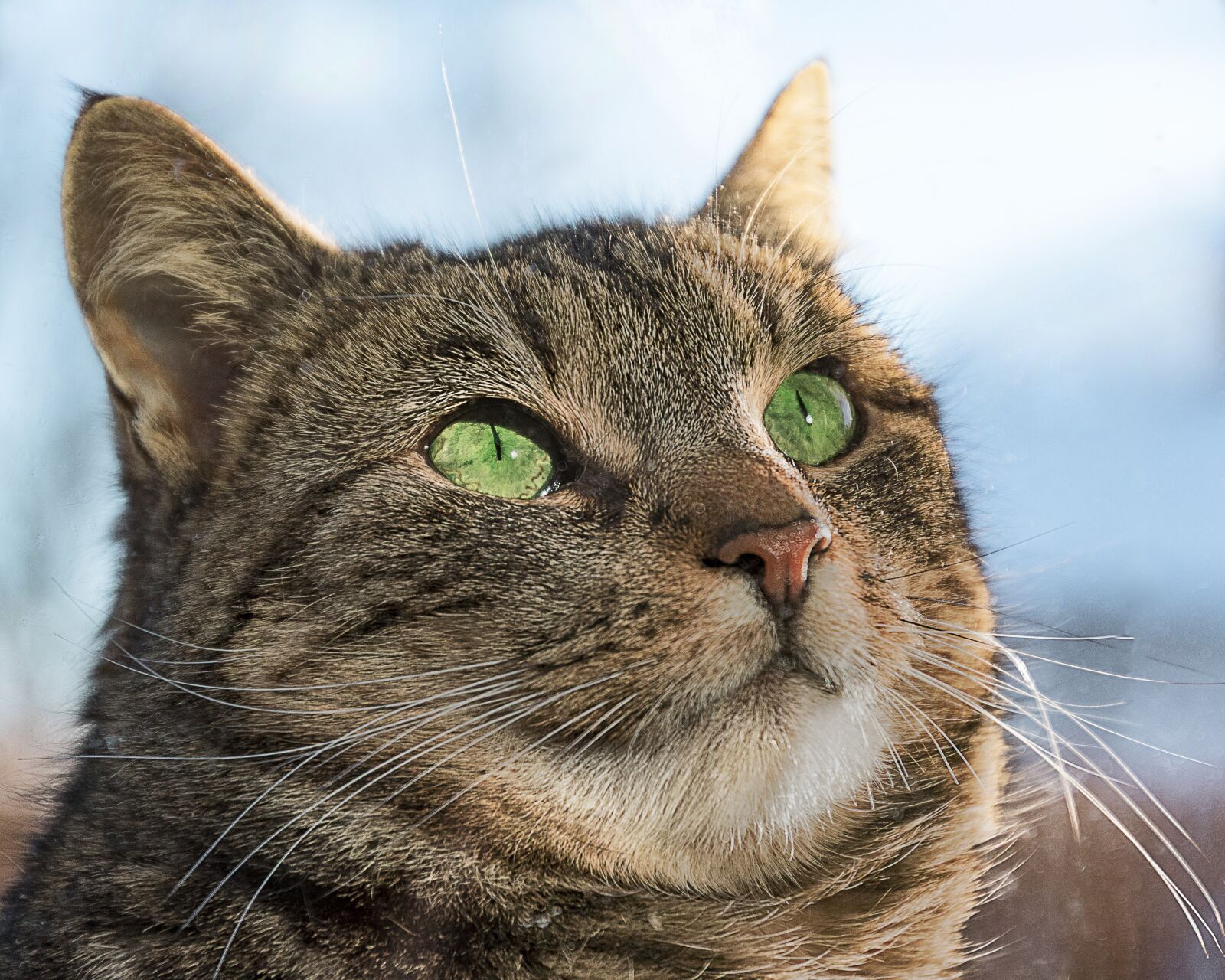 Nikon D500 sample photo. Cat, glass, green eyes photography
