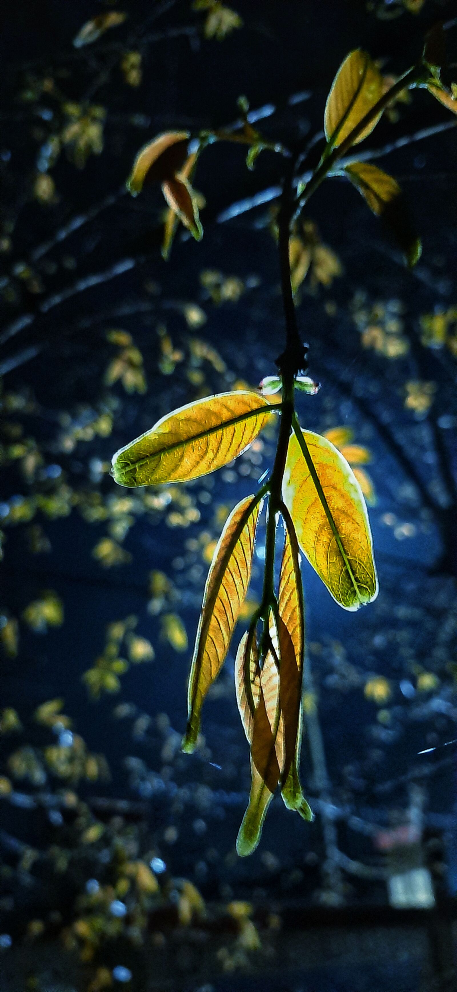 Samsung SM-A505F sample photo. Leaf, night, light photography