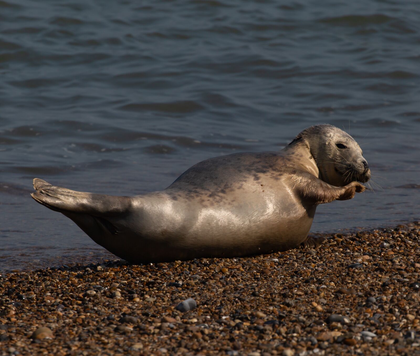 Canon EOS 5D Mark III + Canon EF 100-400mm F4.5-5.6L IS II USM sample photo. Harbor seal, seal, coast photography